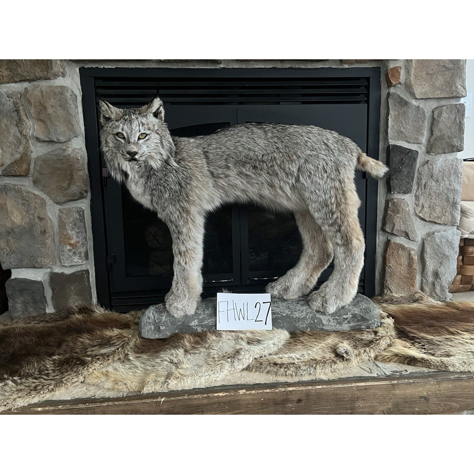 FHWL27 - Alaskan Lynx Taxidermy Full Body Mount Prime Fur