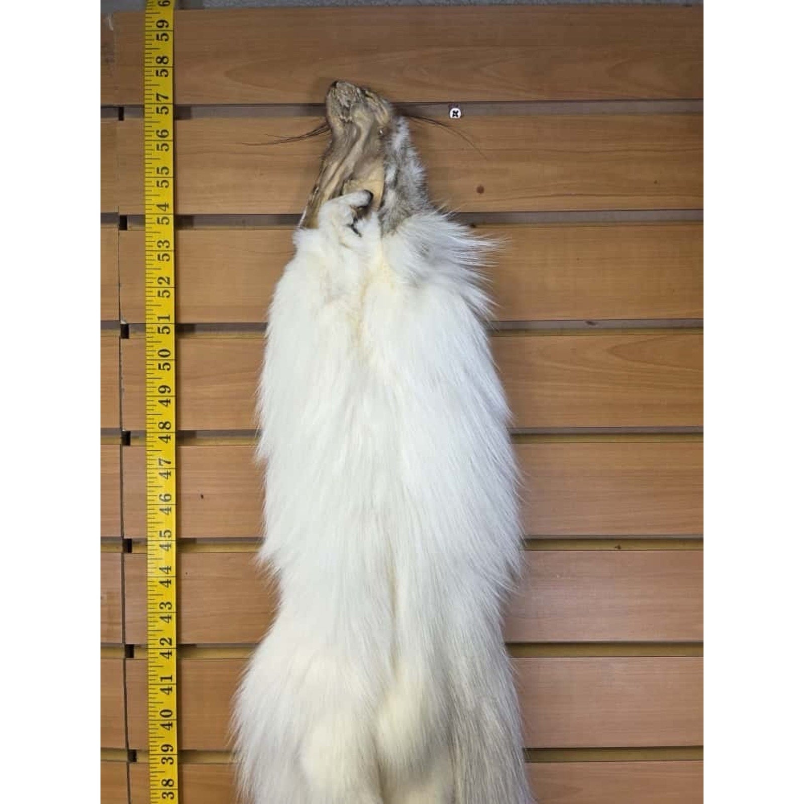 FHCM12 - Ranch Fox Soft Tanned Furs Taxidermy