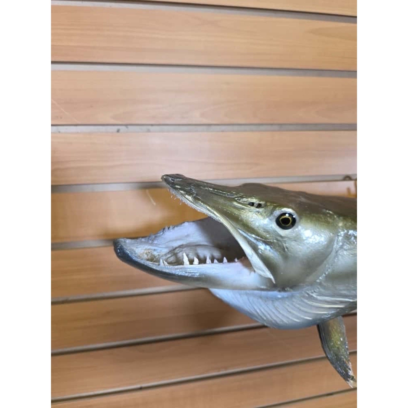 JTV228 - Real Skin Muskie Fish Taxidermy Mount 40”