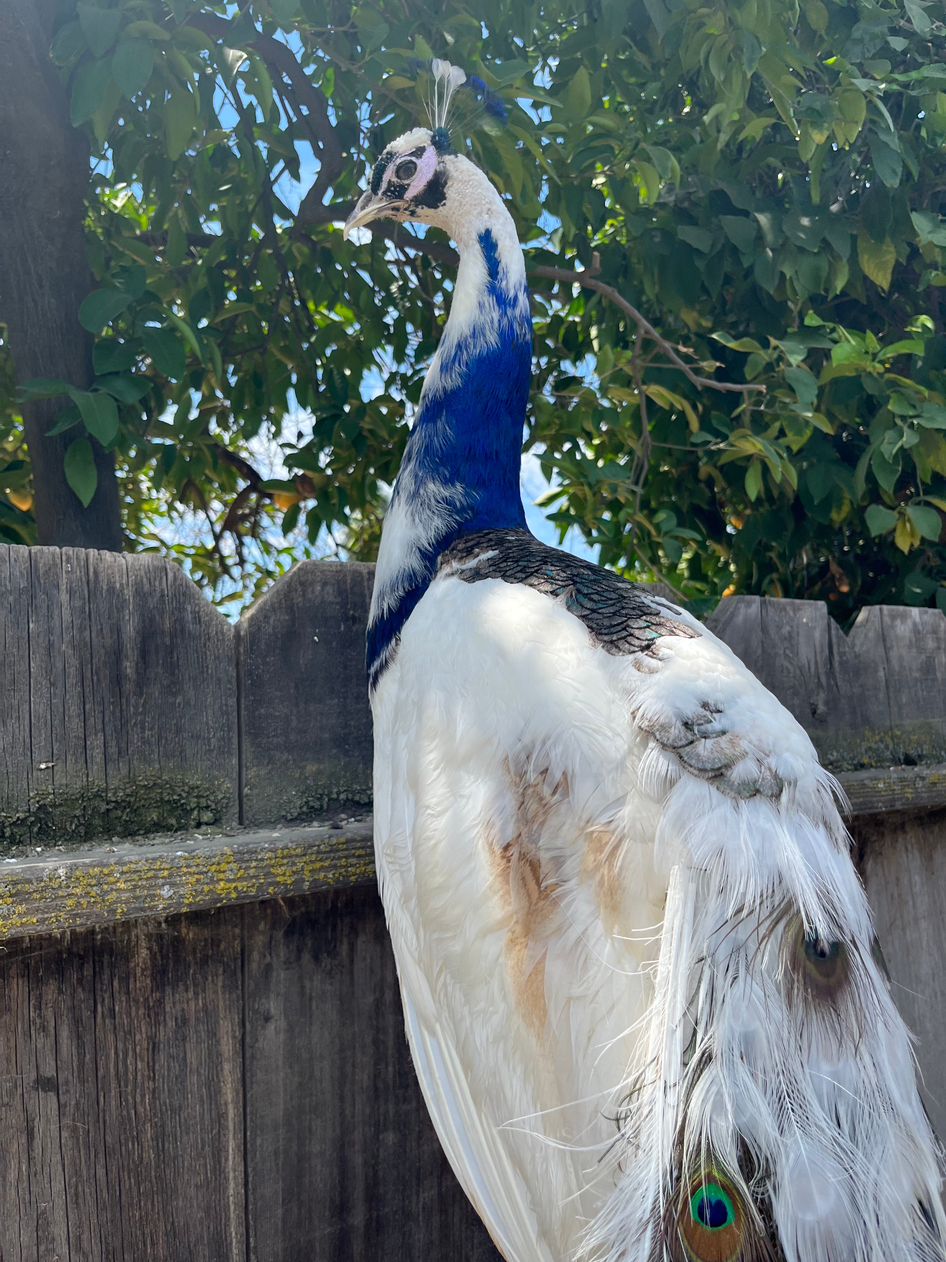 Museum quality pied PEACOCK Taxidermy Mount