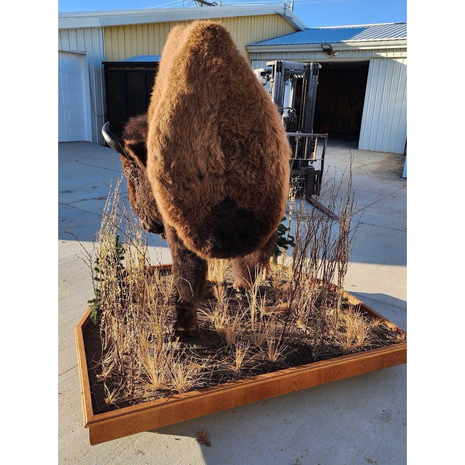 FHCM775 - Massive Buffalo Bison Taxidermy Half mount Bull