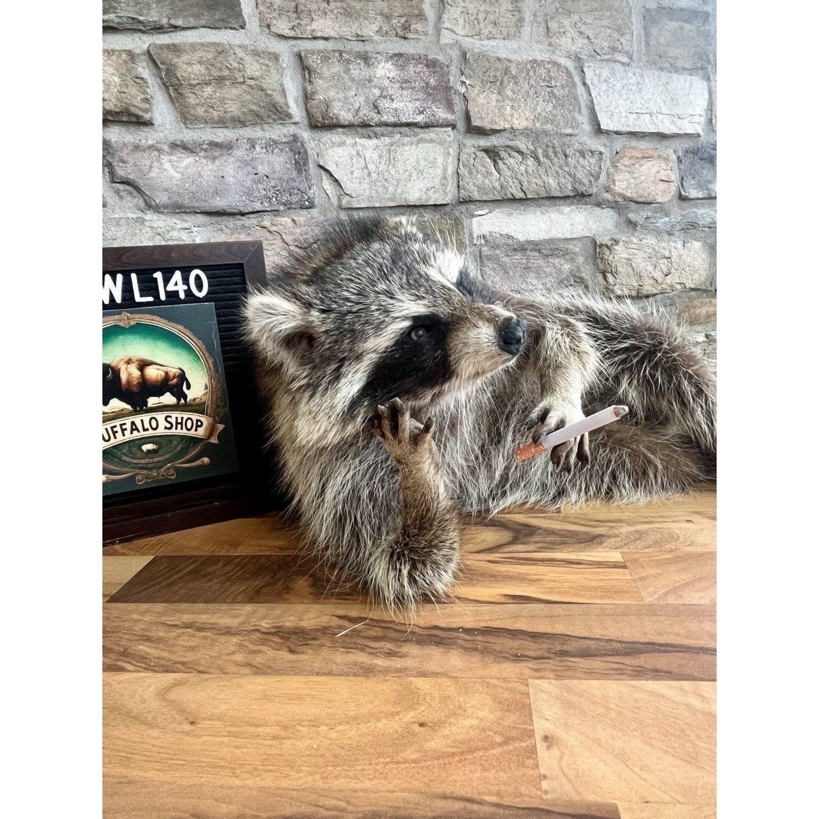 FHWL140- Fat Raccoon Taxidermy Mount