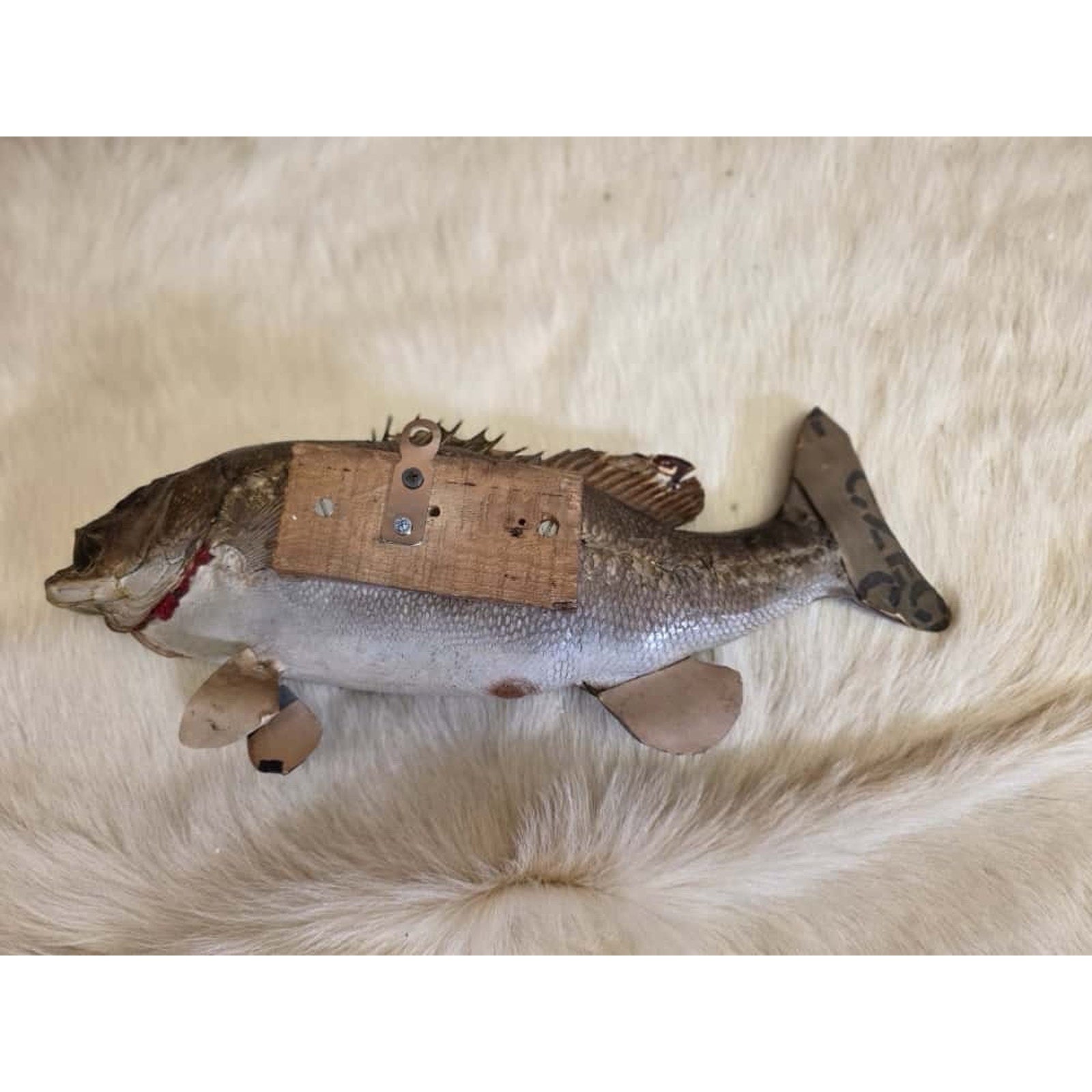 JTV207 - Small Mouth bass 17 1/2” Real Skin Fish Taxidermy Mount