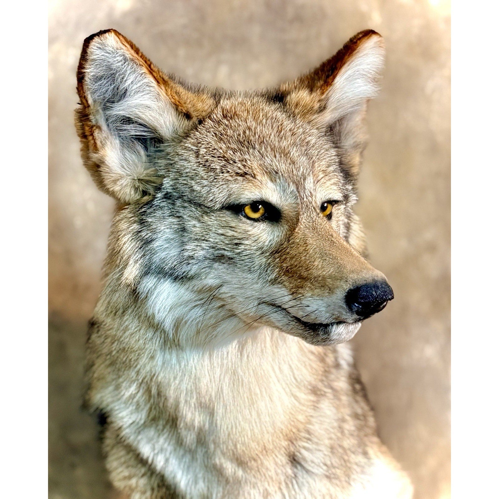 FHB29 - Coyote Pedestal Museum Quality mount Taxidermy On Rock Base
