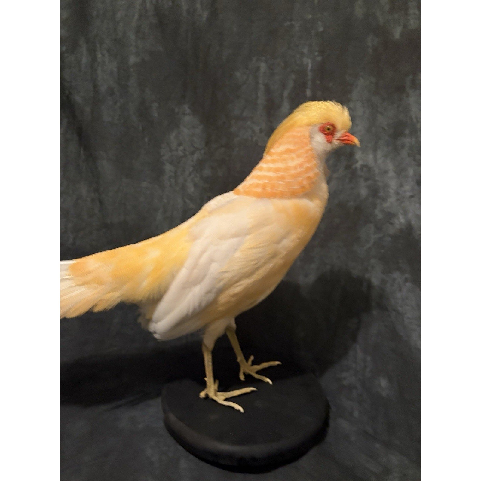 JROQ1 - Peach Golden Pheasant Taxidermy Mount