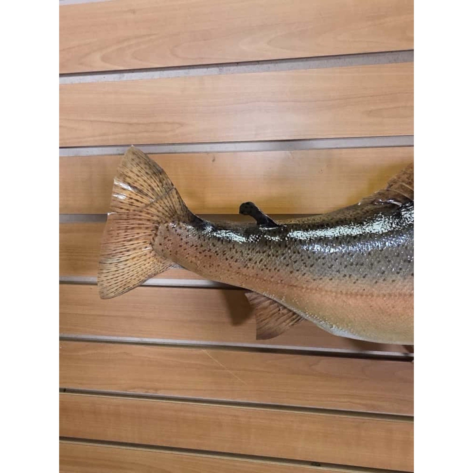 JTV214 - Real Skin Trout Fish Taxidermy Mount 25”