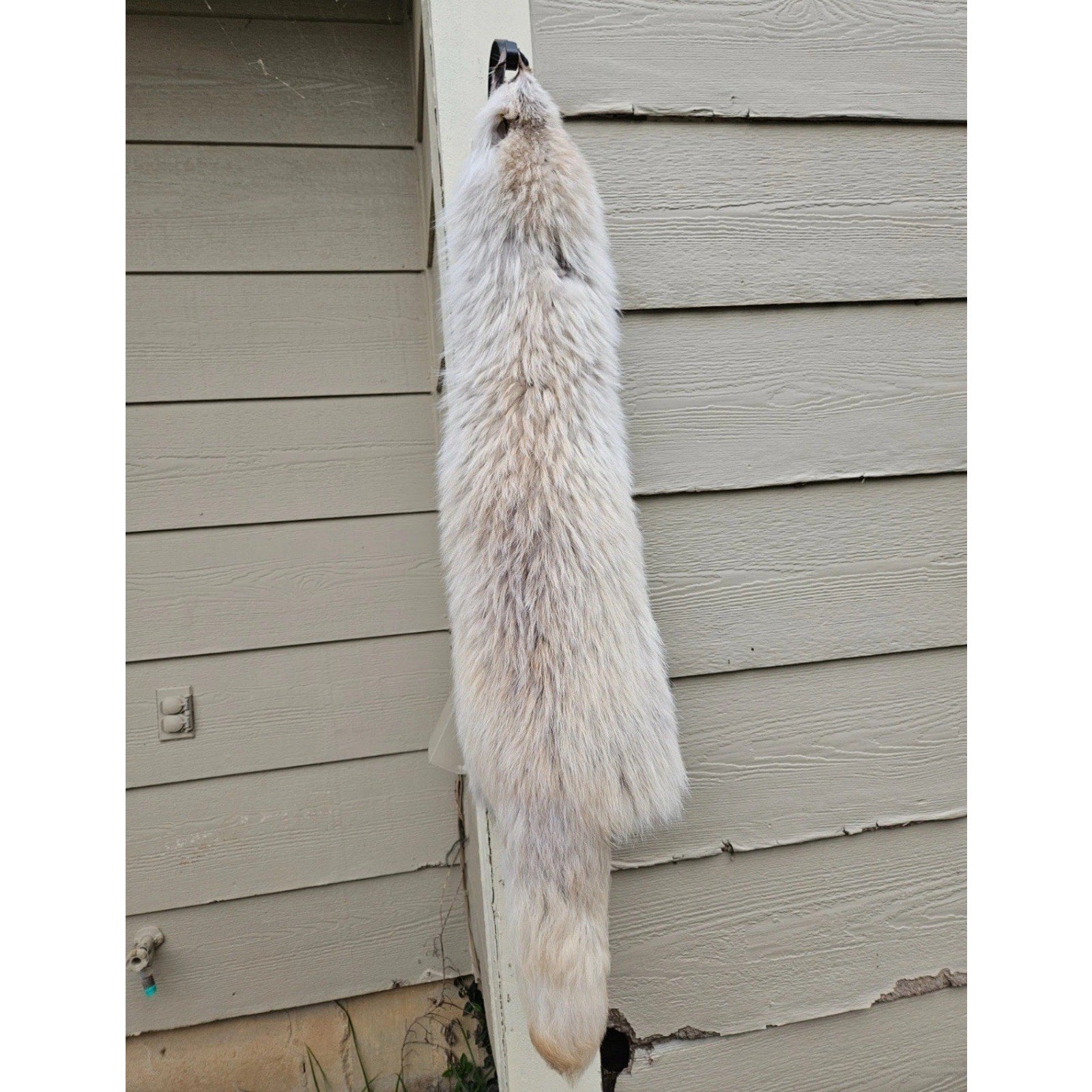 FHEB102125 - Arctic Tanuki Pelt wallhanger taxidermy