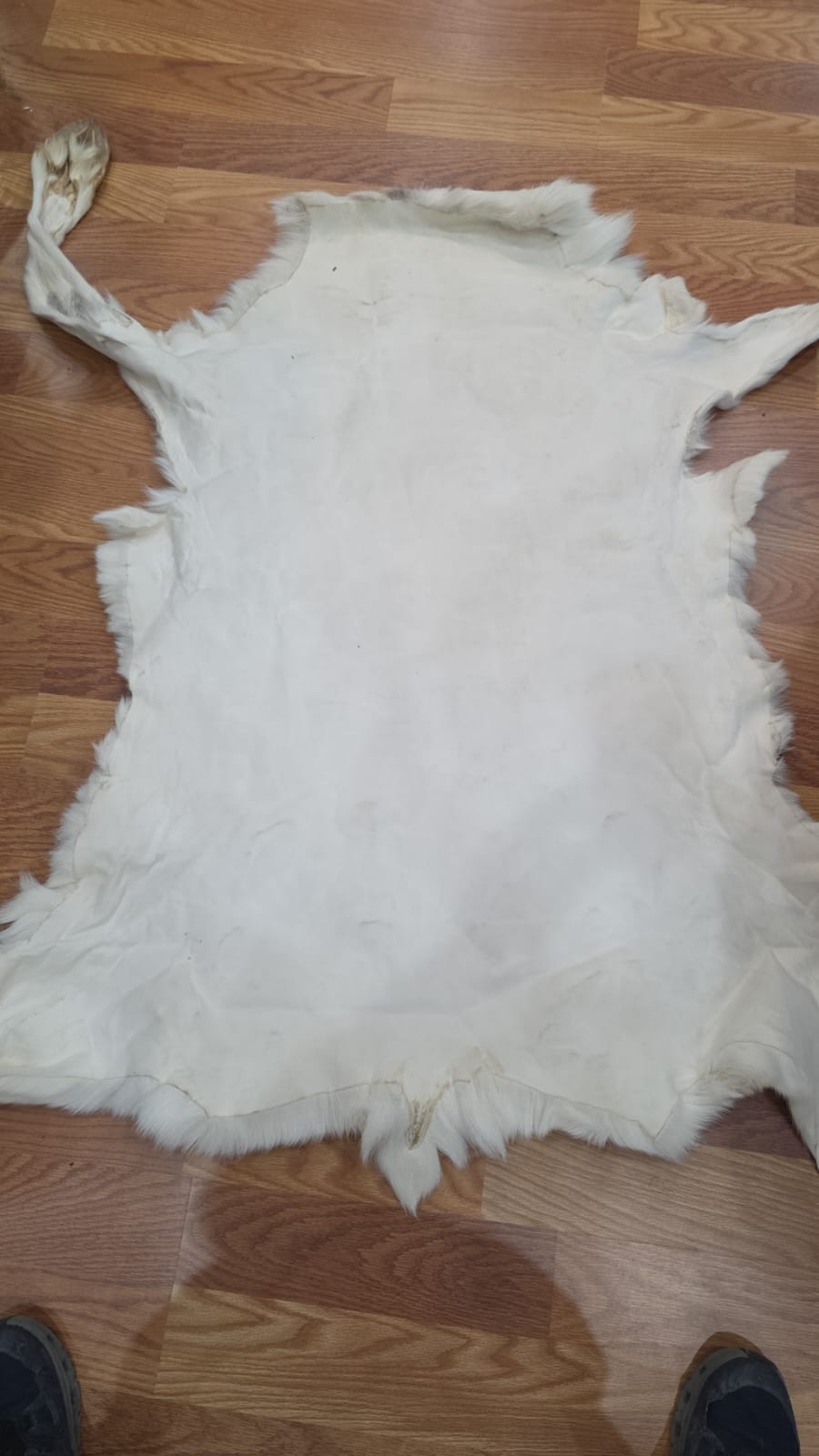 FHSD43 - caribou white beautiful hide 50”x30”