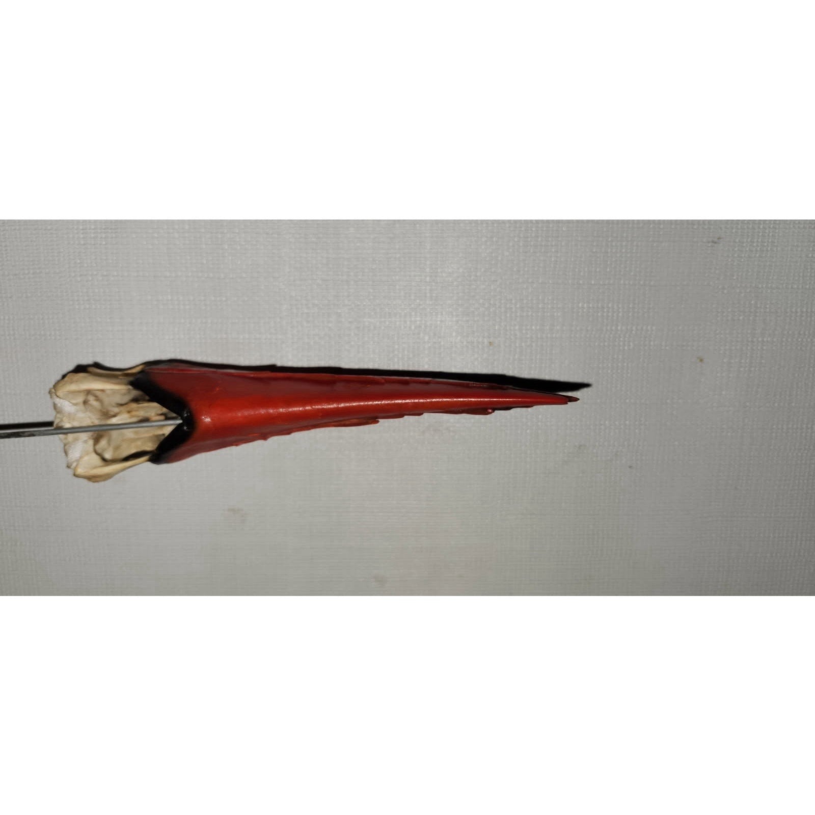 FHtouc88 - Real Toco Toucan Bird Skull Taxidermy