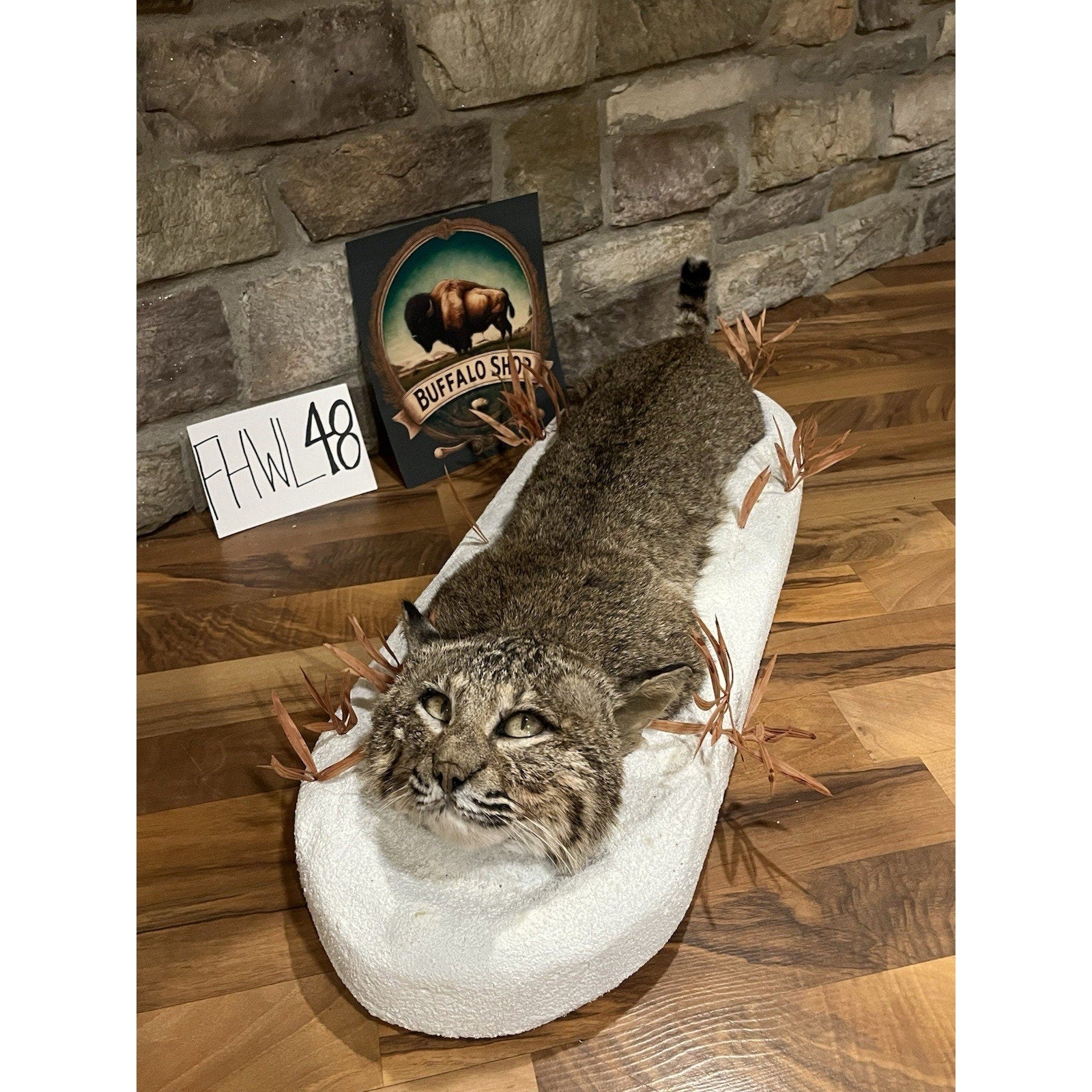 FHWL48 - Bobcat Taxidermy Full Body Mount In Snow.
