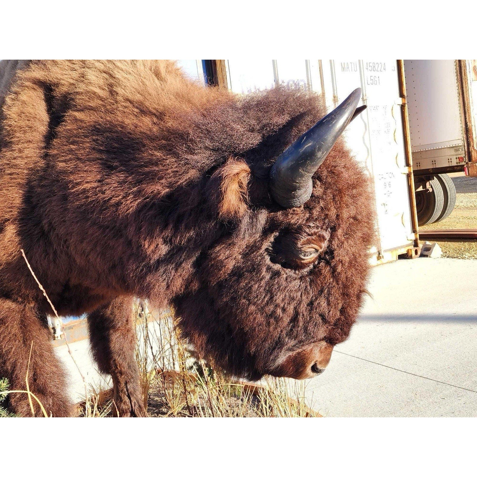 FHCM775 - Massive Buffalo Bison Taxidermy Half mount Bull