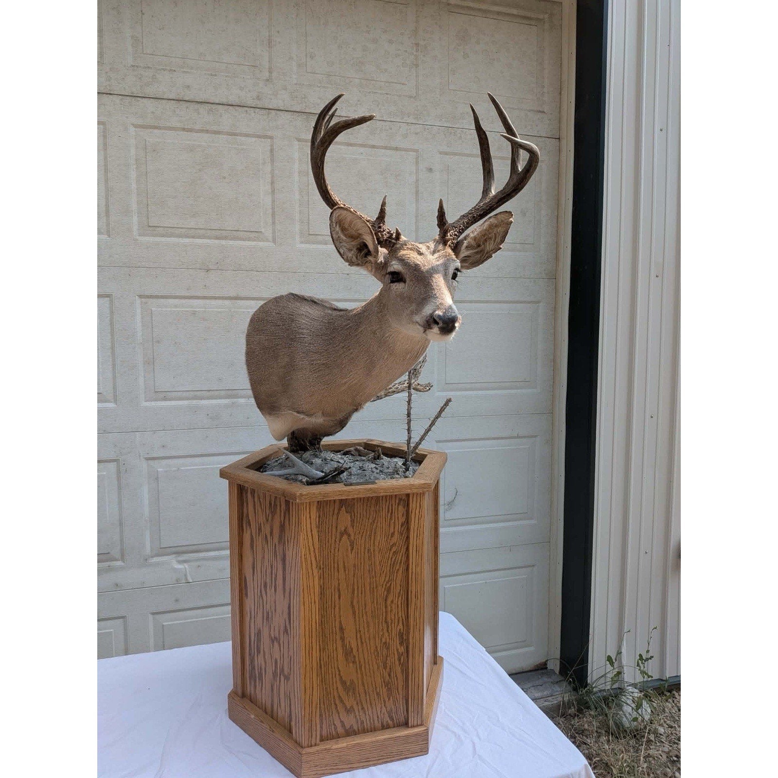 FHPATM22 - Cours Deer Pedestal Taxidermy Mount