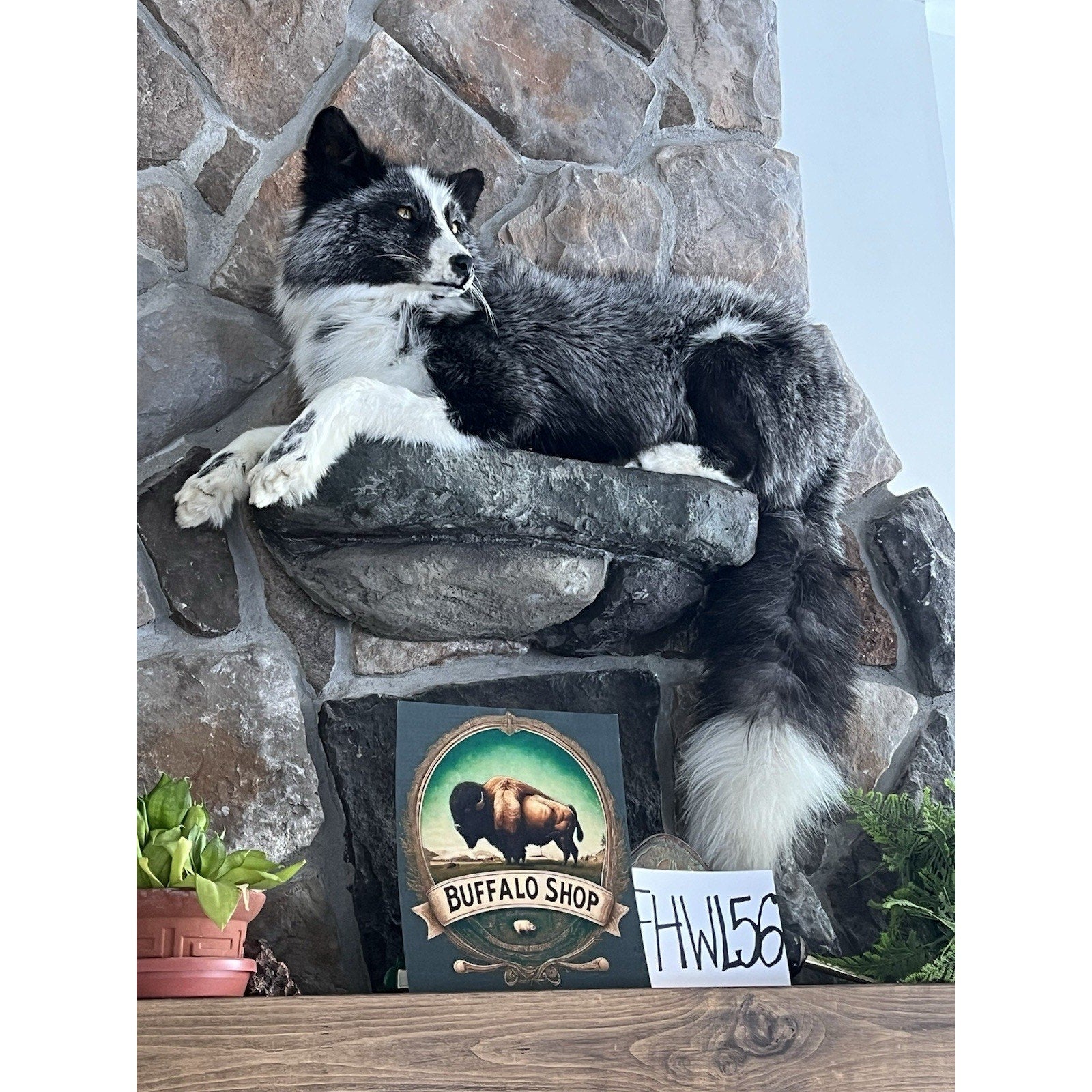FHWL56 - Beautiful Black & White Fox Taxidermy Full Body Mount