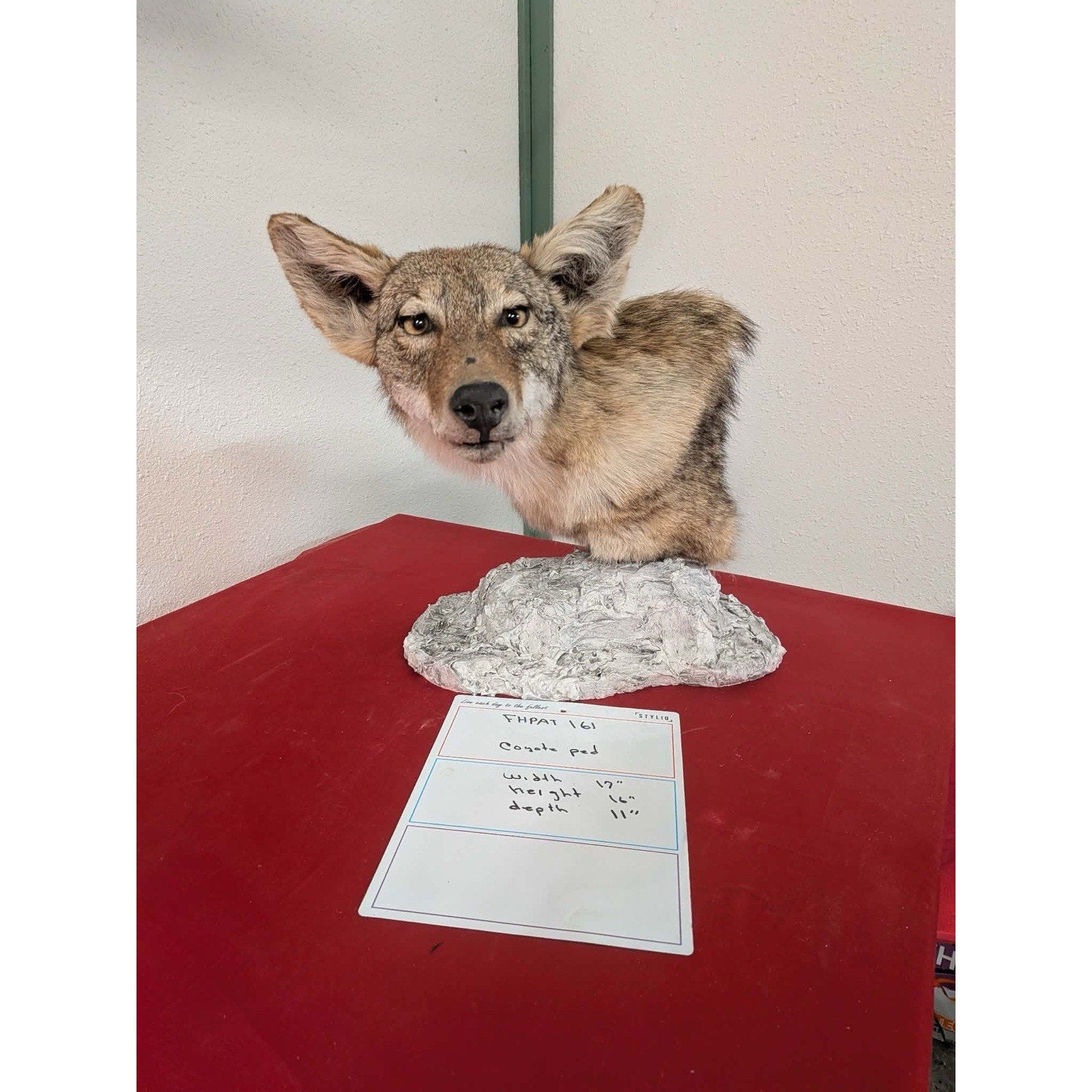 FHPAT161 - Coyote Pedestal Museum Quality mount Taxidermy