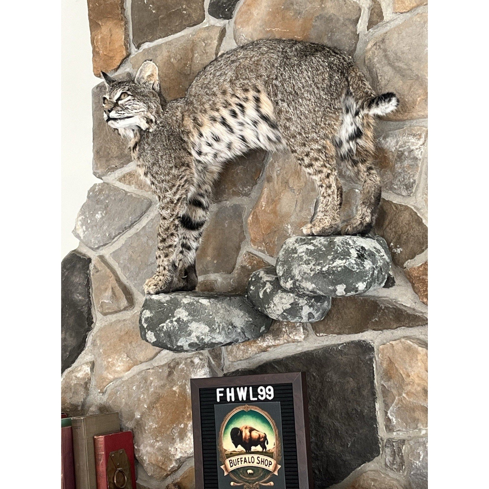 FHWL99 - Bobcat Taxidermy Full Body Mount