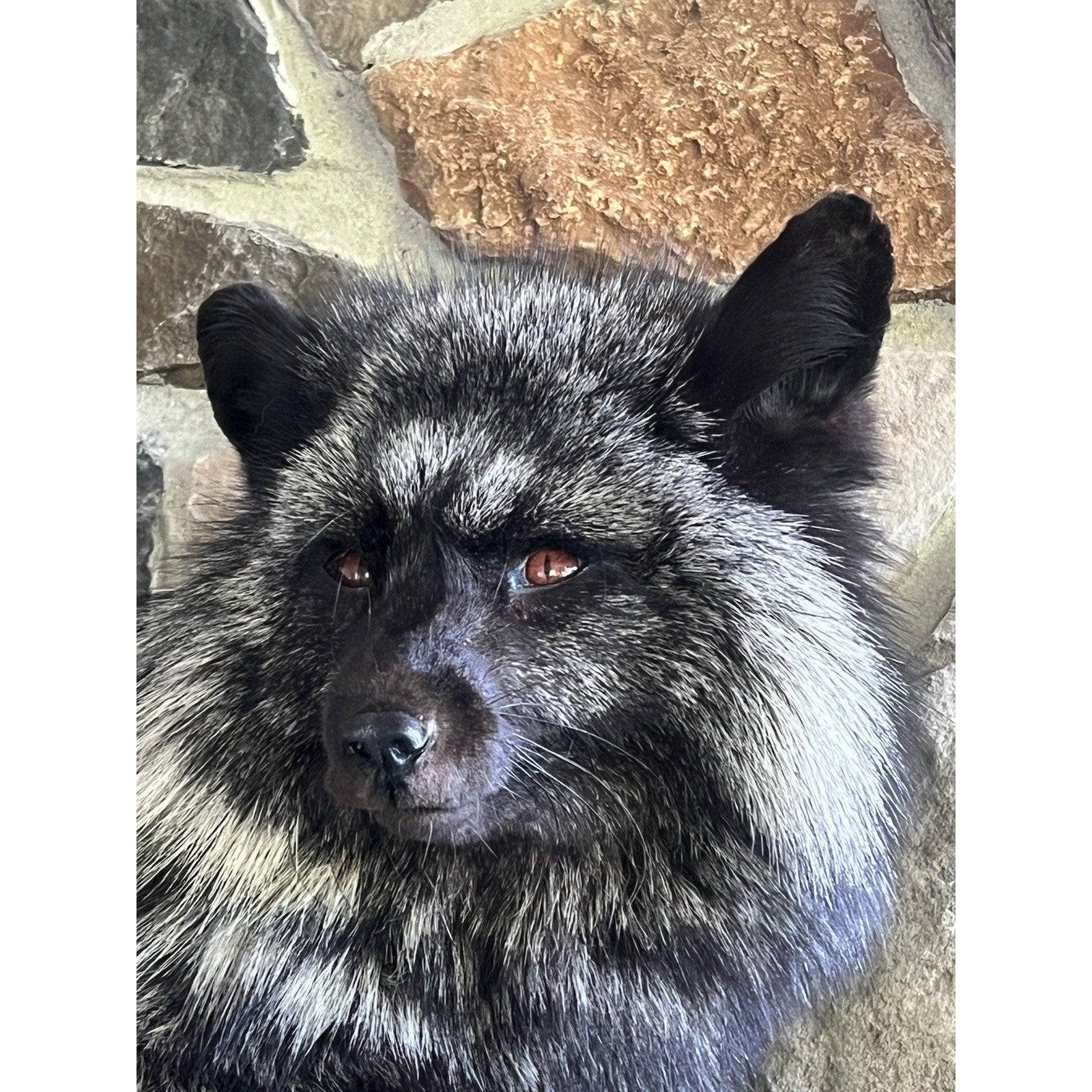 FHWL162 - Museum Quality White Fox Taxidermy mount