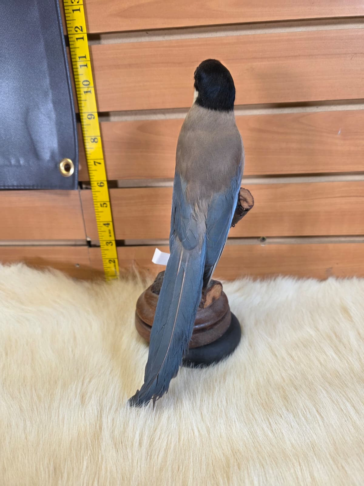 JF2 - Azure Winged Magpie taxidermy bird mount