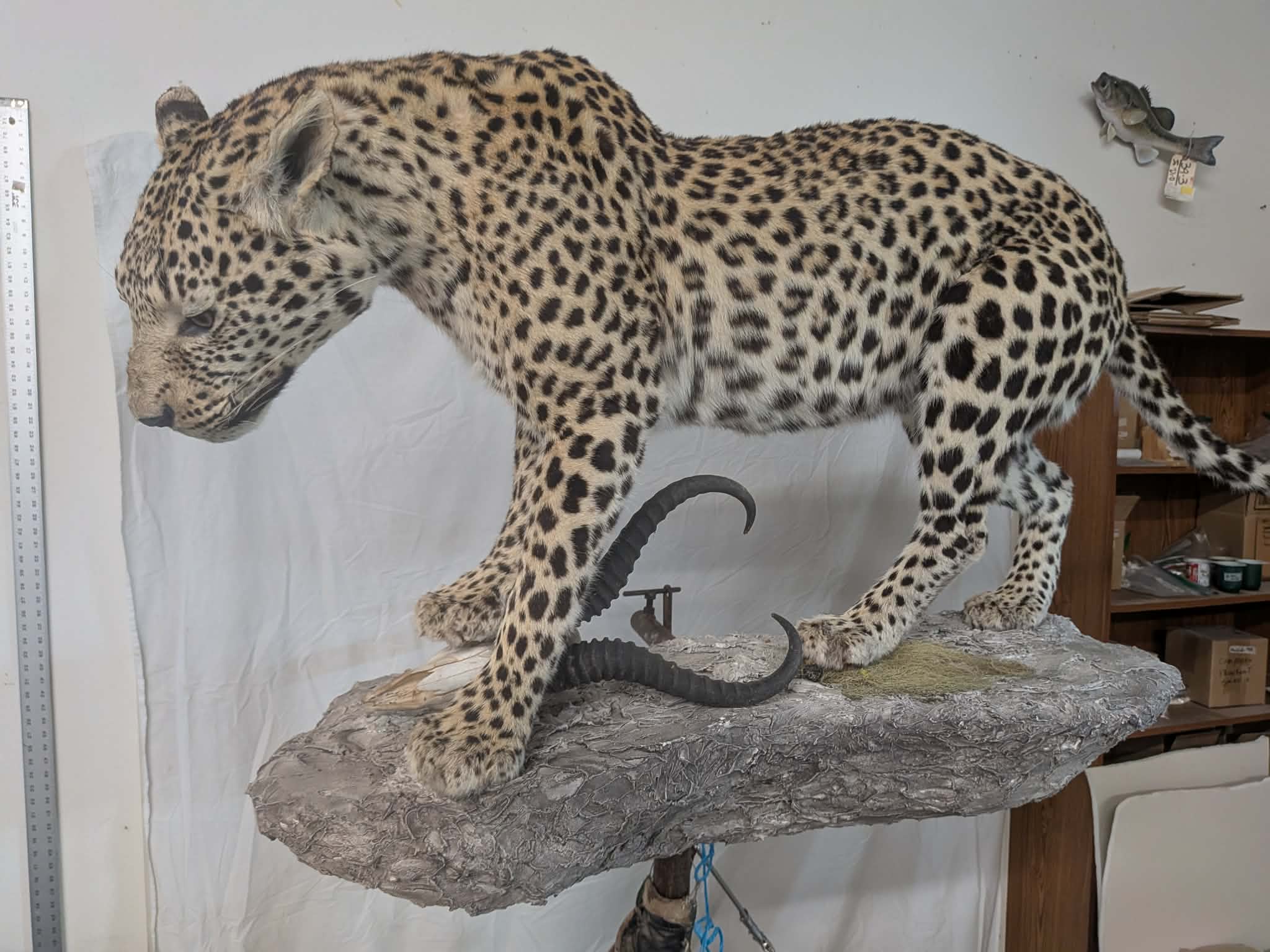 FHPAT739- leopard taxidermy full body mount