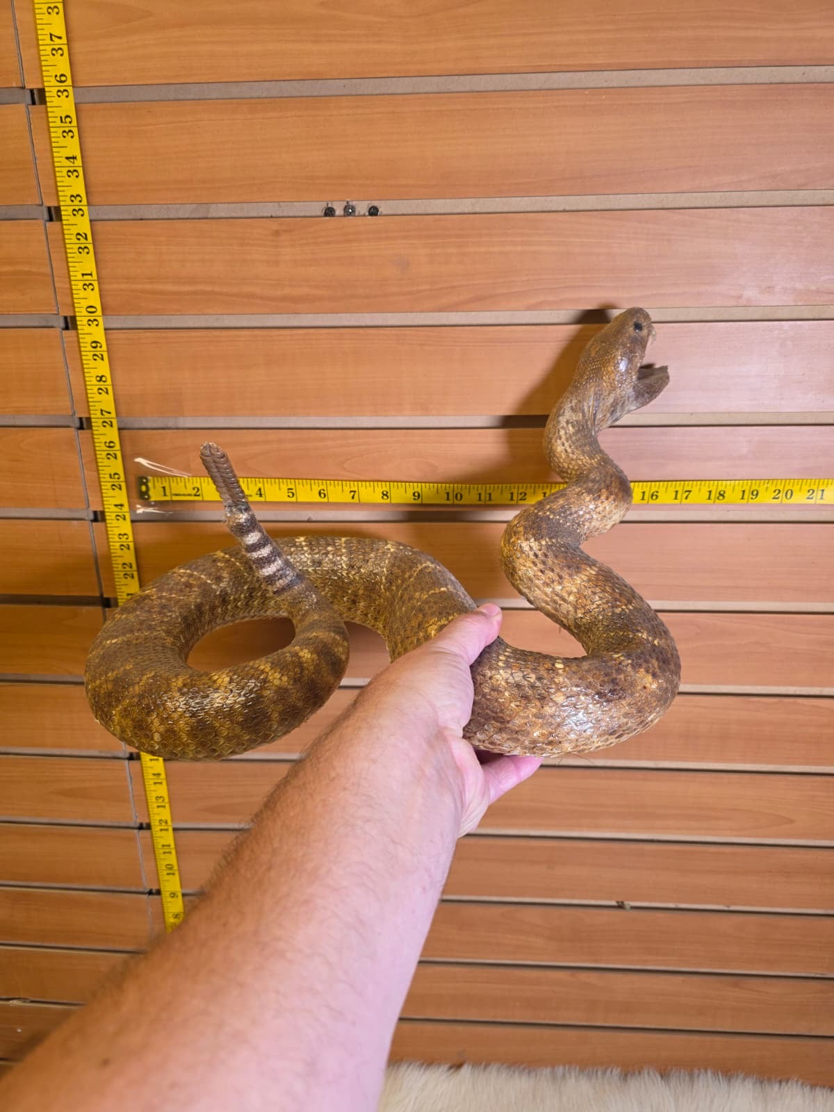 JF5 - Rattlesnake taxidermy mount