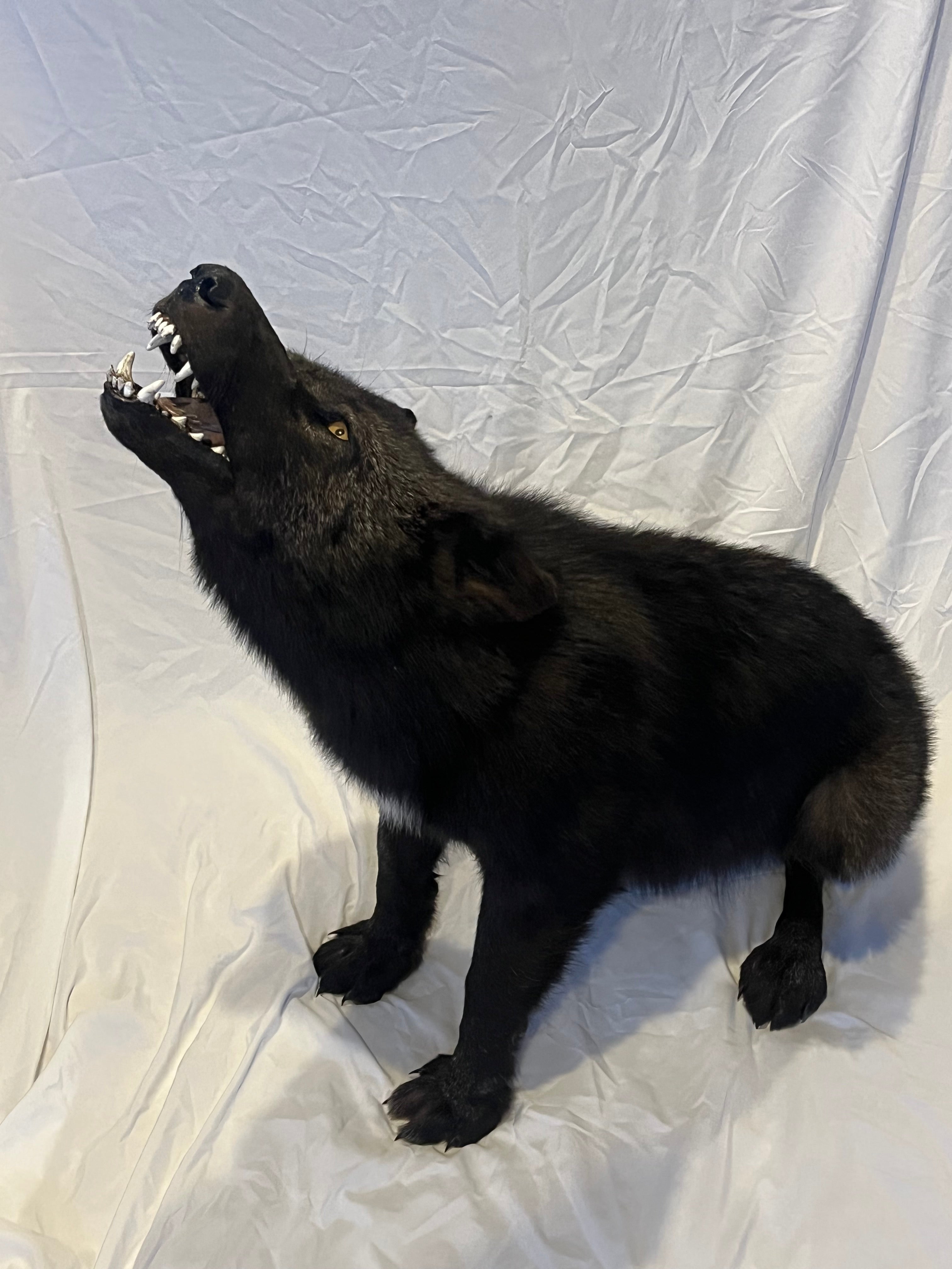 FHWL22- Rare Black Wolf Lifesize Taxidermy Mount
