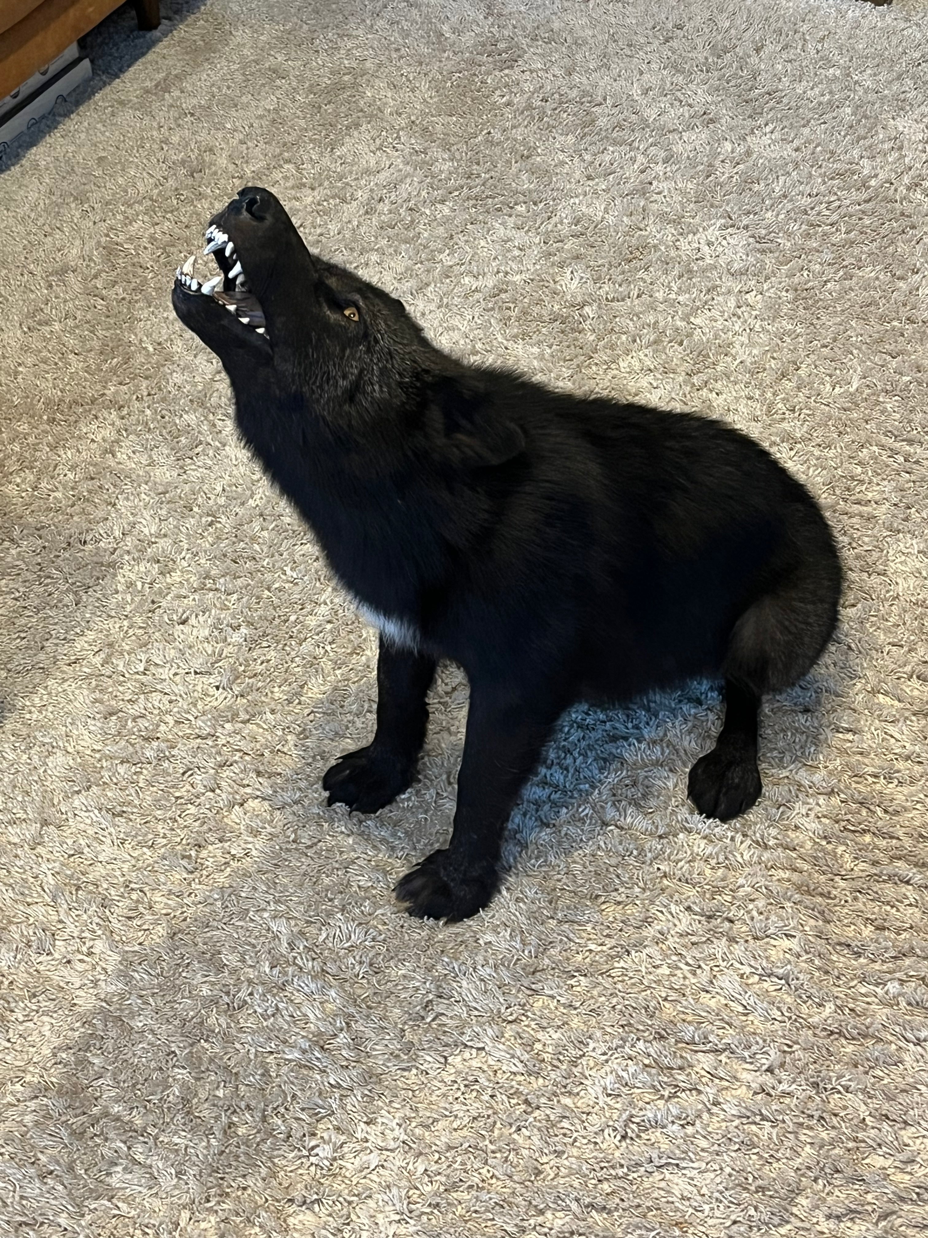 FHWL22- Rare Black Wolf Lifesize Taxidermy Mount
