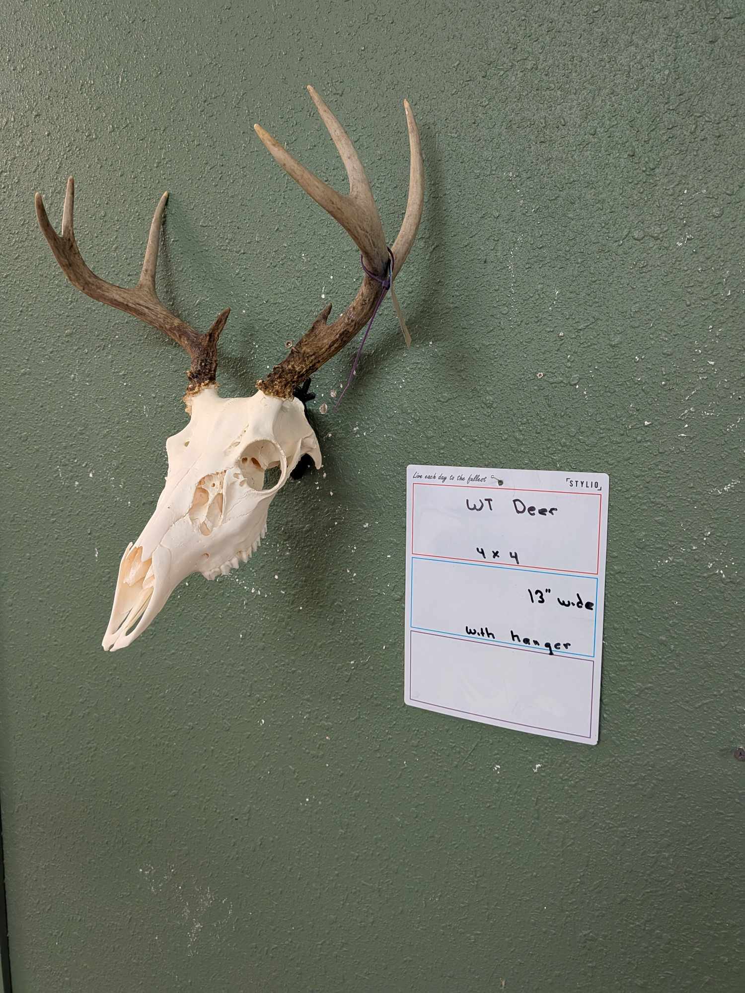 FHPATWT728- 4x4 whitetail deer skull mount 13” spread