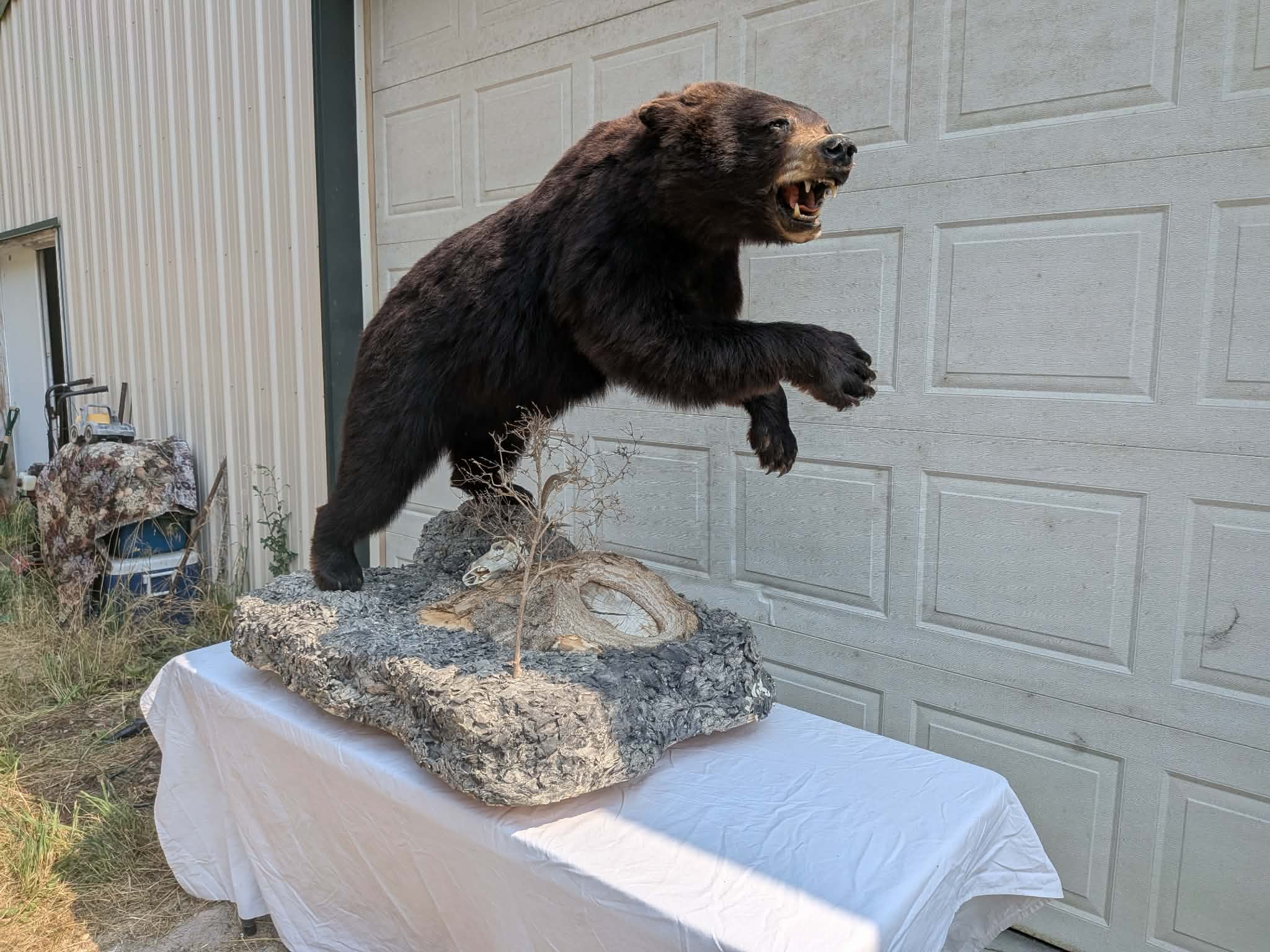 FHPATBE22 - full body black bear taxidermy