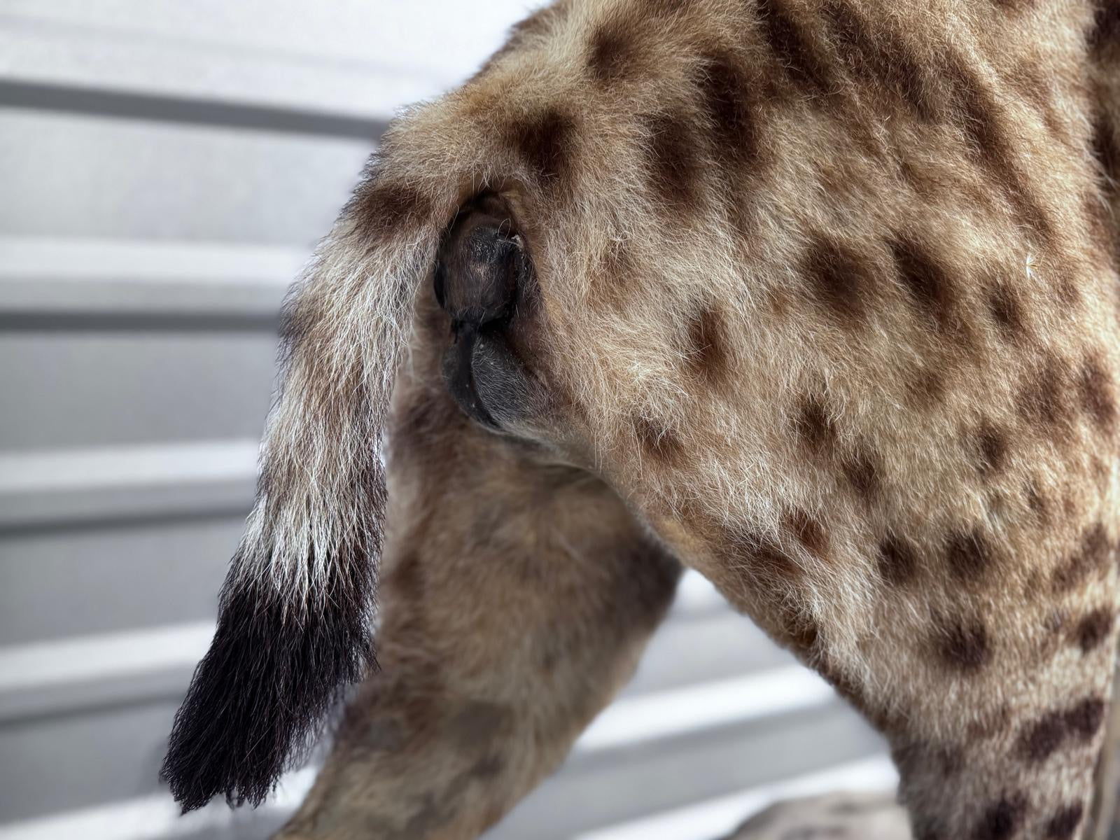 FH163-Spotted Hyena Life-Size Taxidermy African Safari With Prey