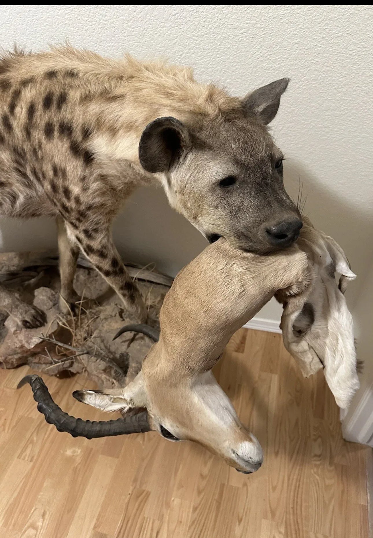 FH163-Spotted Hyena Life-Size Taxidermy African Safari With Prey