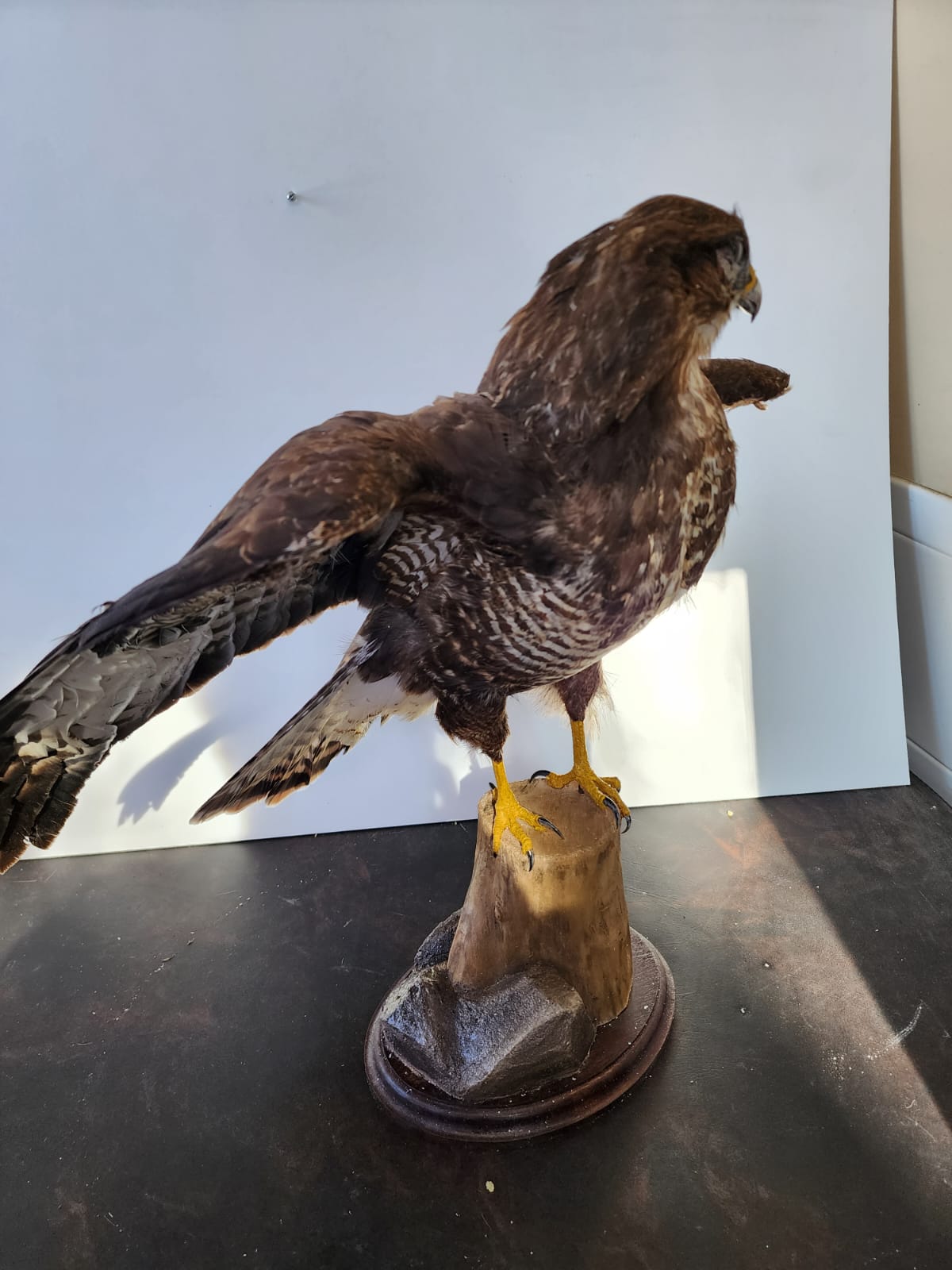 FHBB1 - Buteo Buteo taxidermy mount