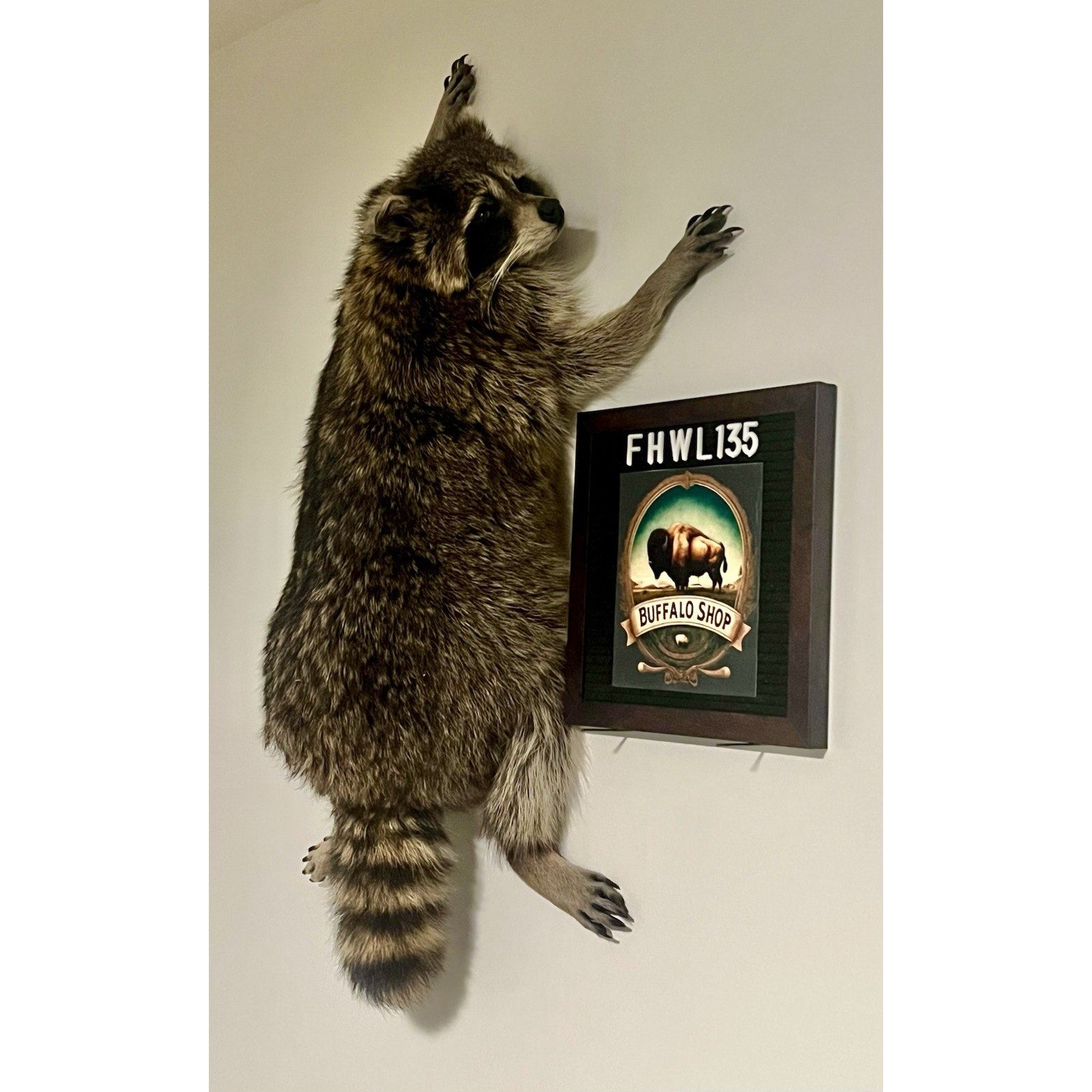 FHWL135 - Fat Raccoon Taxidermy Mount