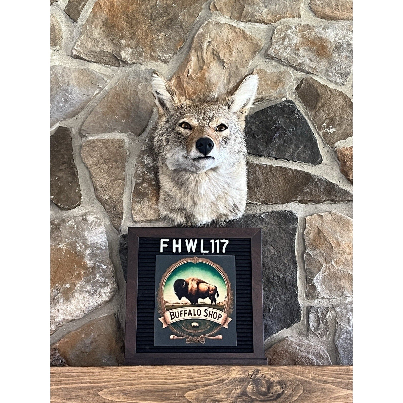 FHWL117 - Coyote Shoulder Museum Quality mount Taxidermy Sneak Pose