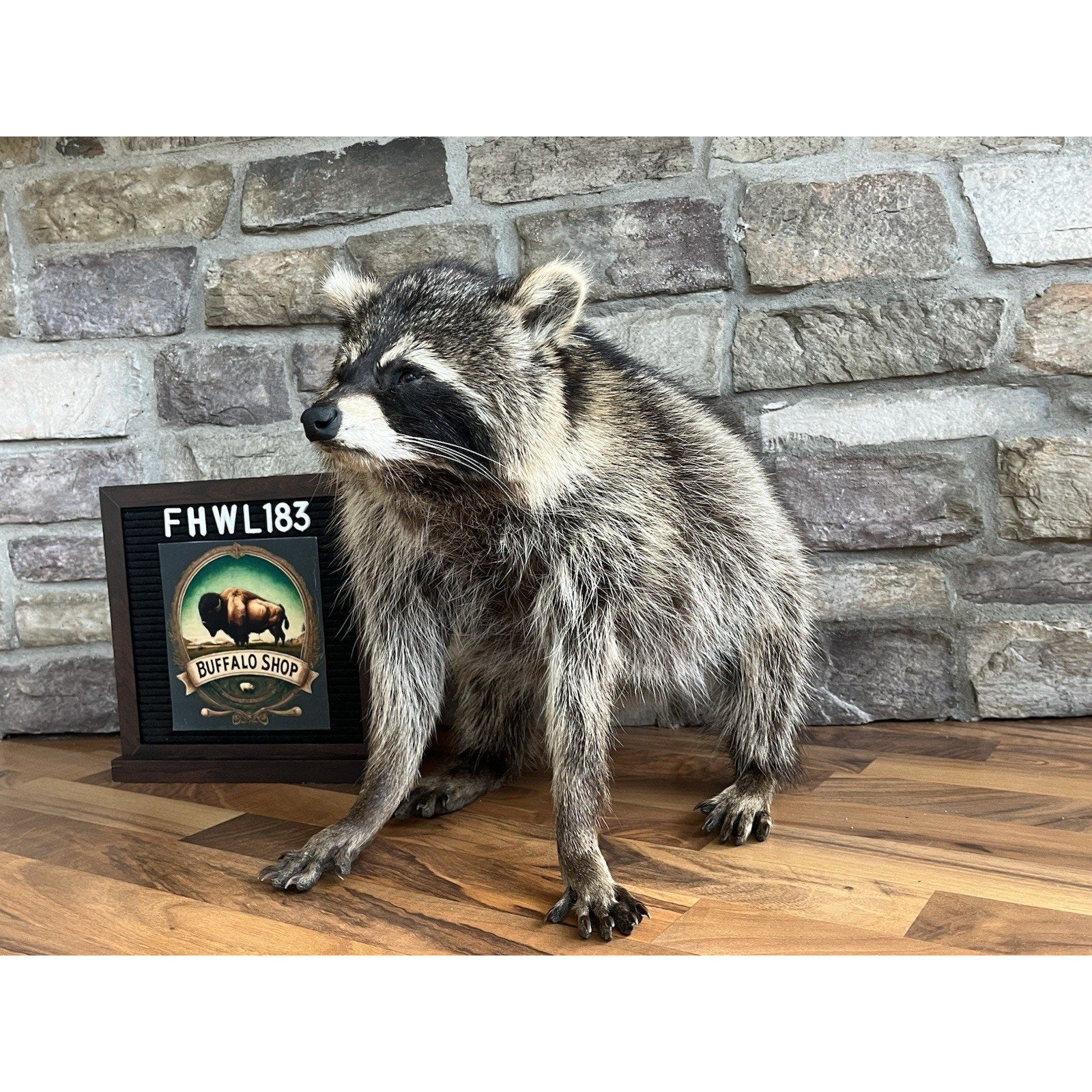 FHWL183-Jimothy Fat Raccoon Taxidermy Mount