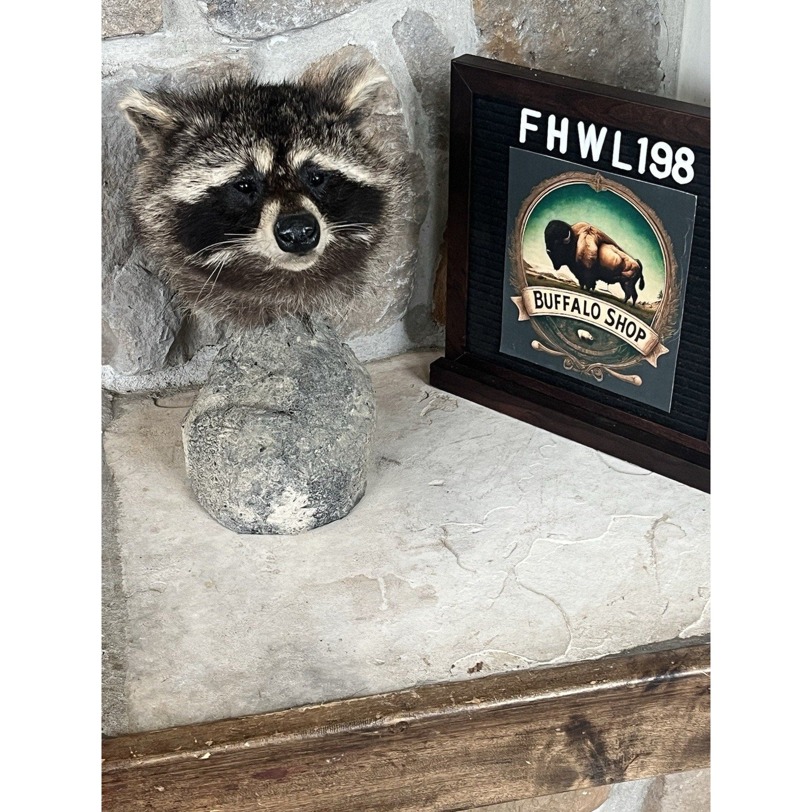 FHWL198 -Raccoon Pedestal Taxidermy Mount