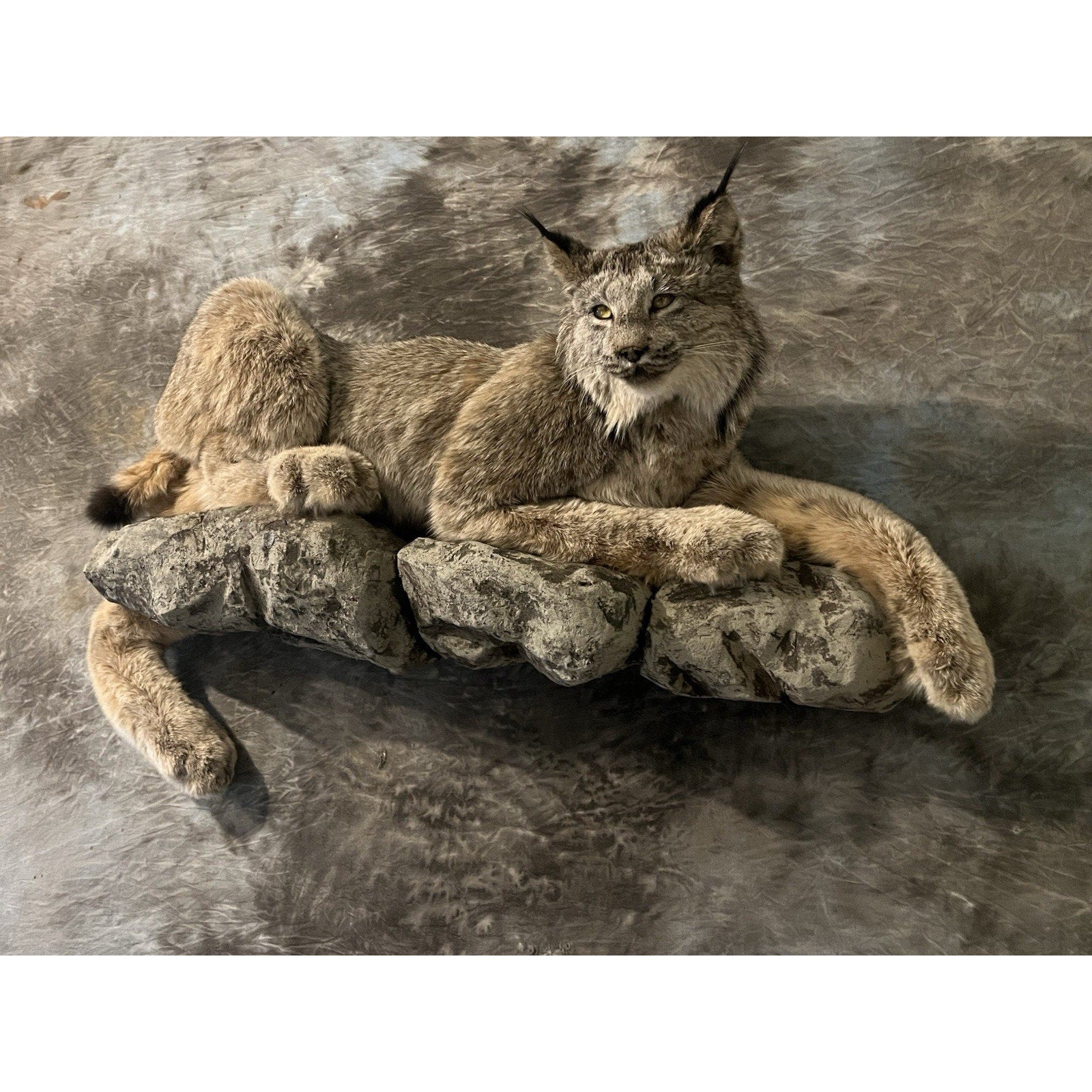 FHWL33 - Alaskan Lynx Taxidermy Full Body Mount Prime Fur