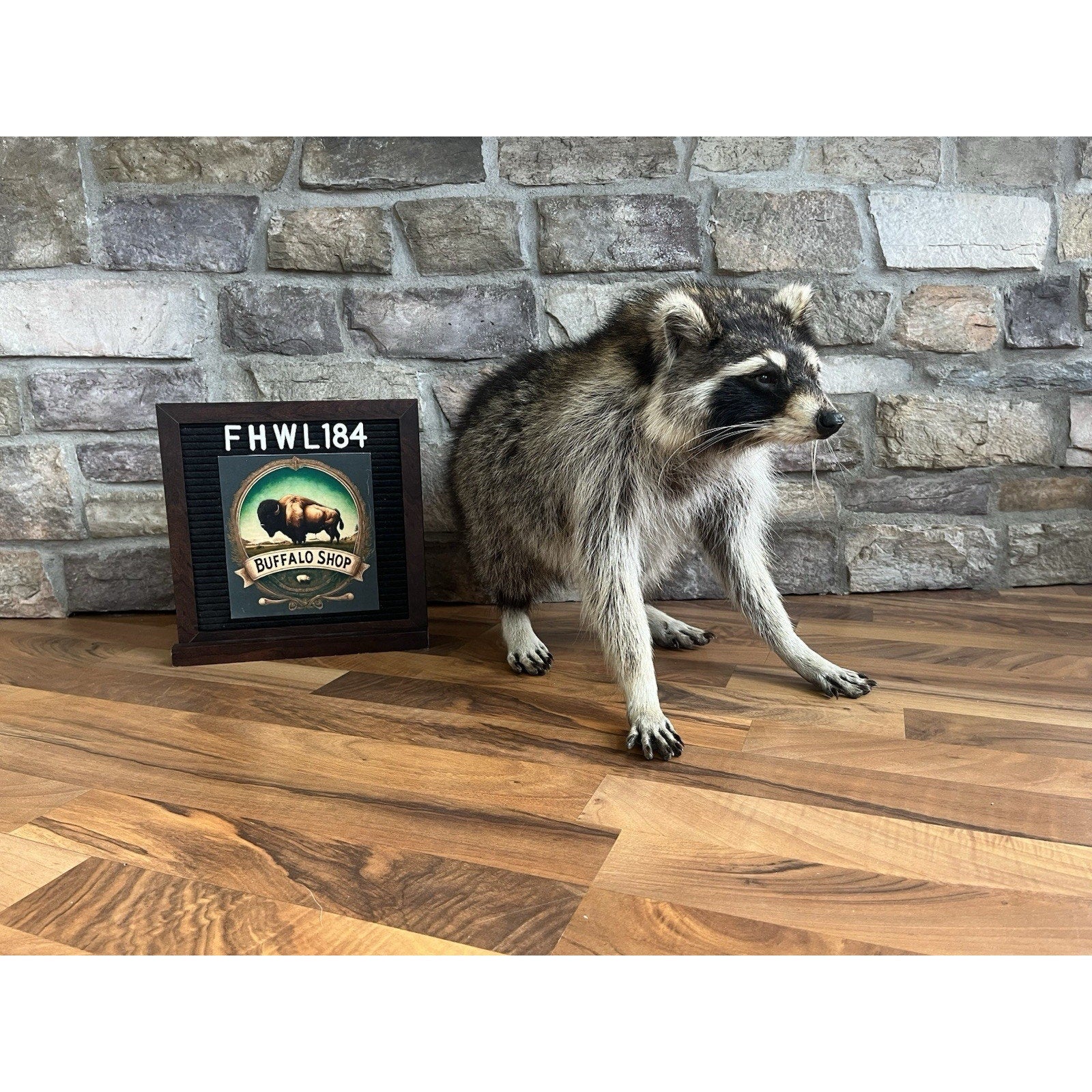 FHWL184-Jimothy Fat Raccoon Taxidermy Mount