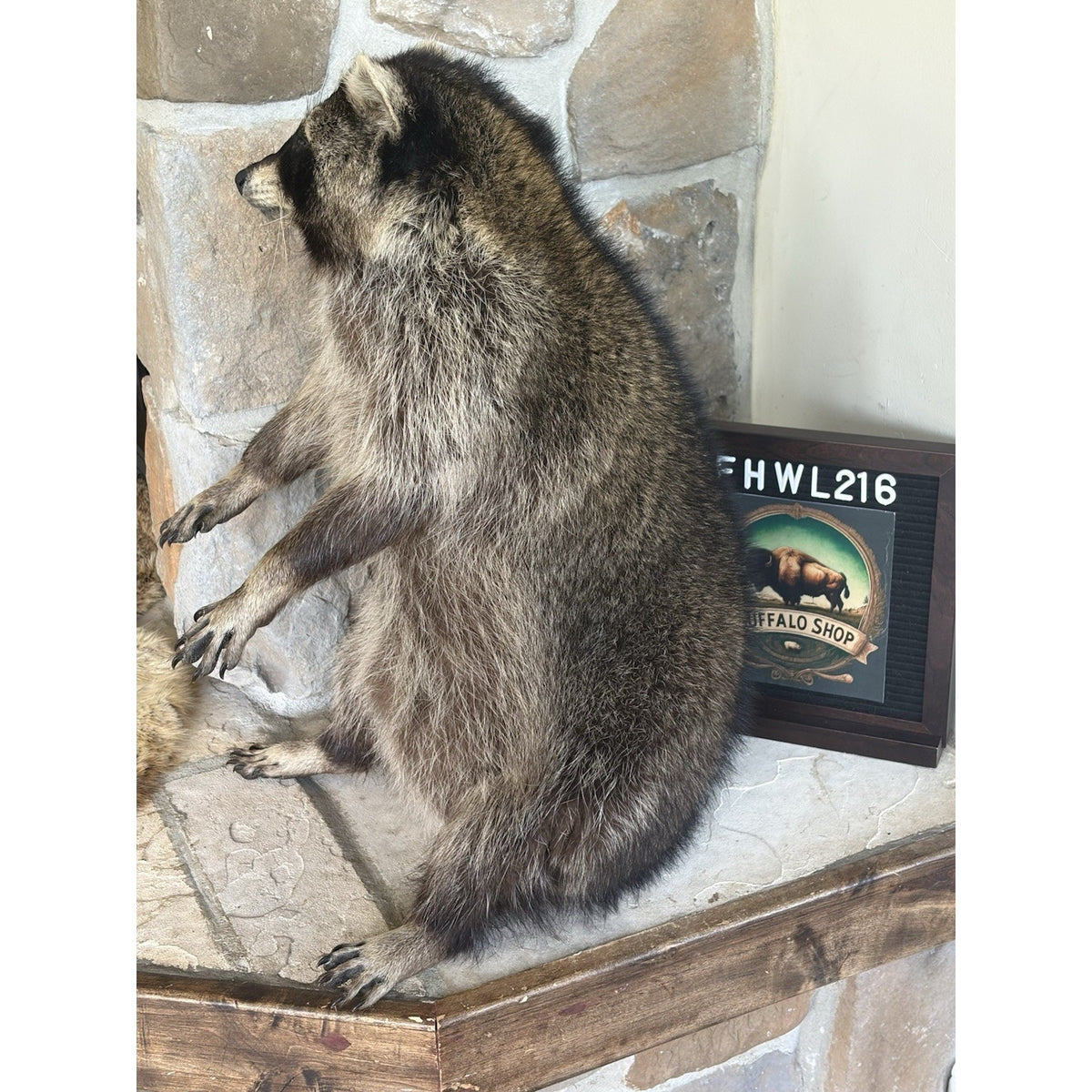 FHWL216 -premium Fat Raccoon Taxidermy Mount