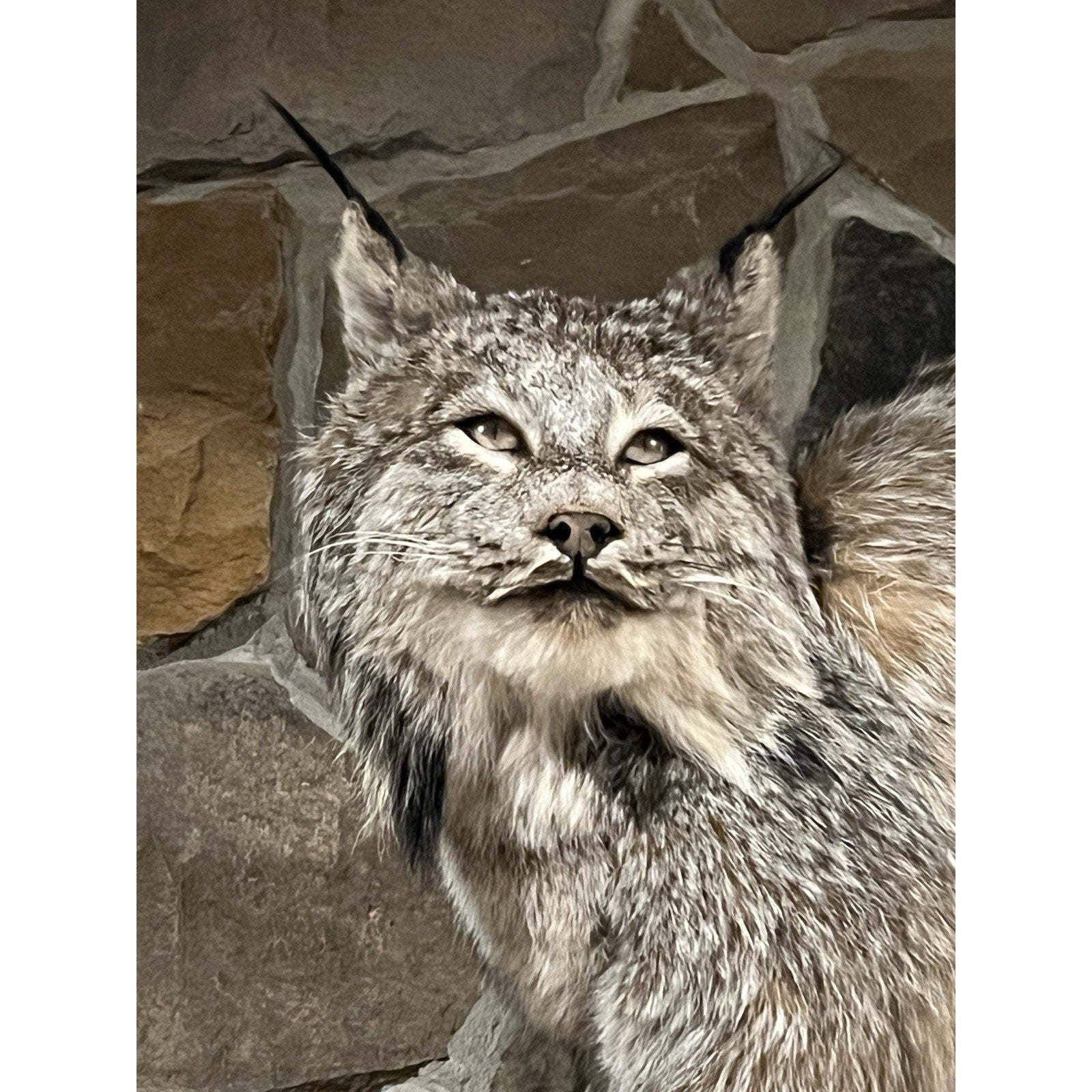 FHWL95 - Alaskan Lynx Taxidermy Full Body Mount Prime Fur
