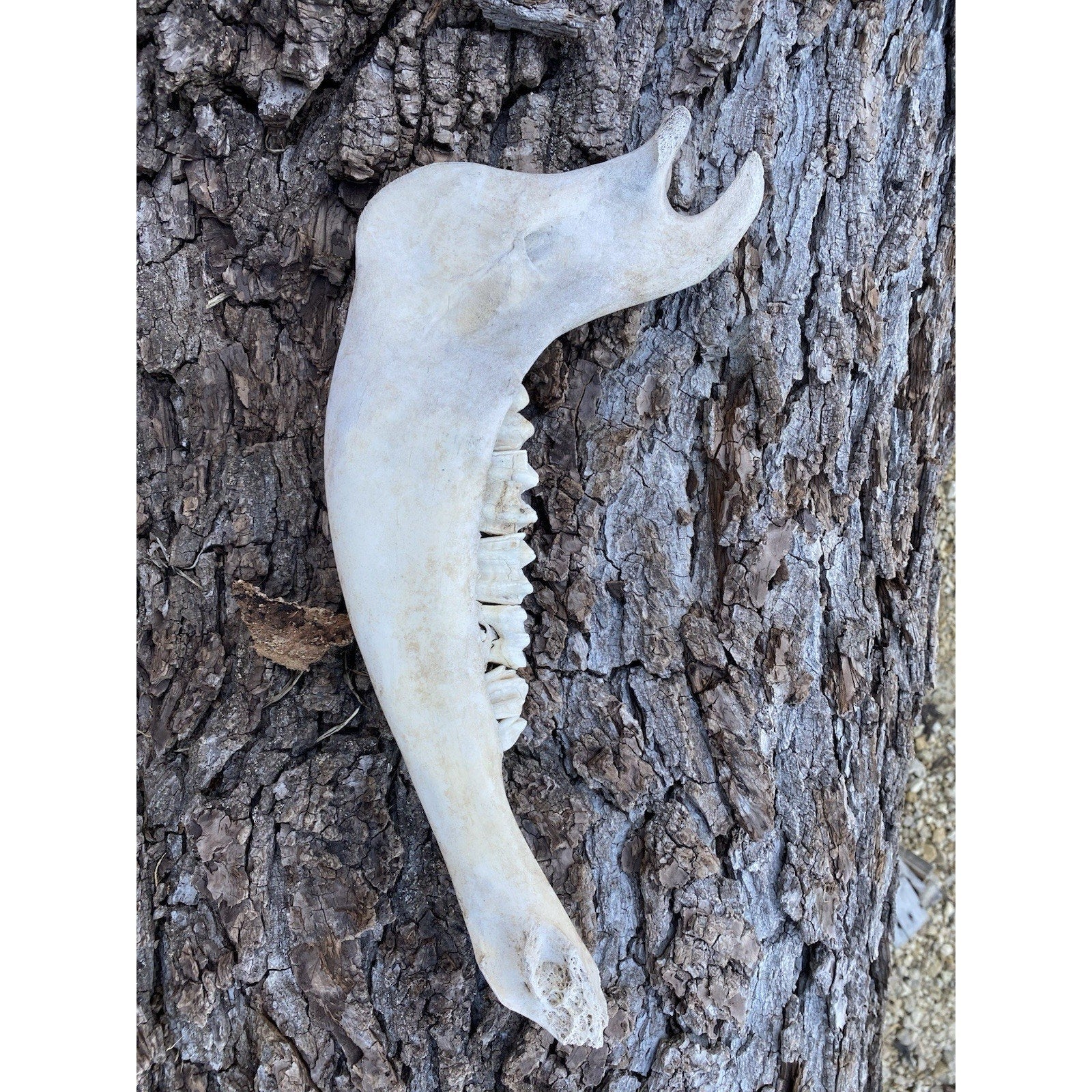 FHDAR738 - TAXIDERMY LARGE Buffalo/Bison JAW Bones Log Cabin 16"