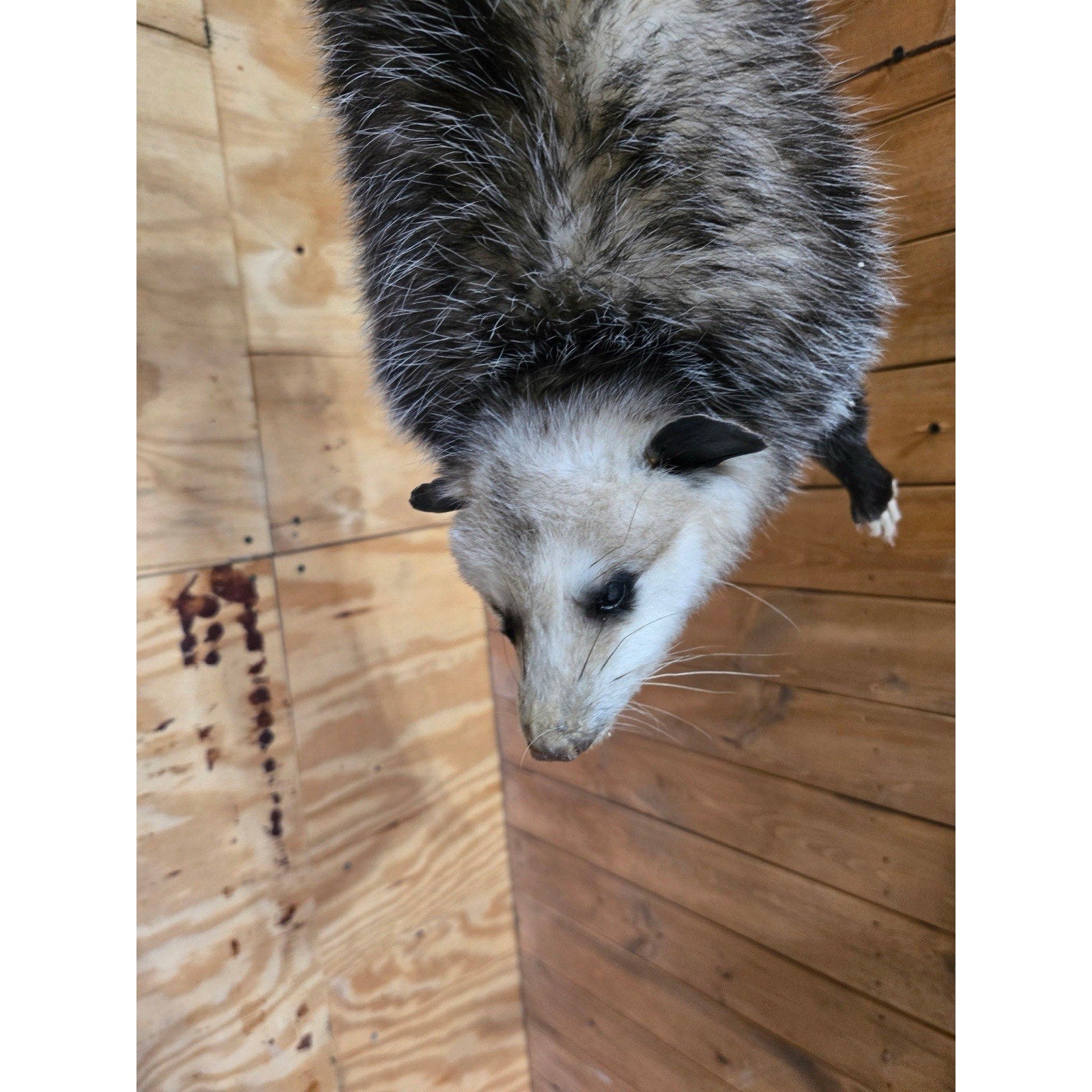 FHHCO7- Hanging Opossum Full Body Taxidermy Mount