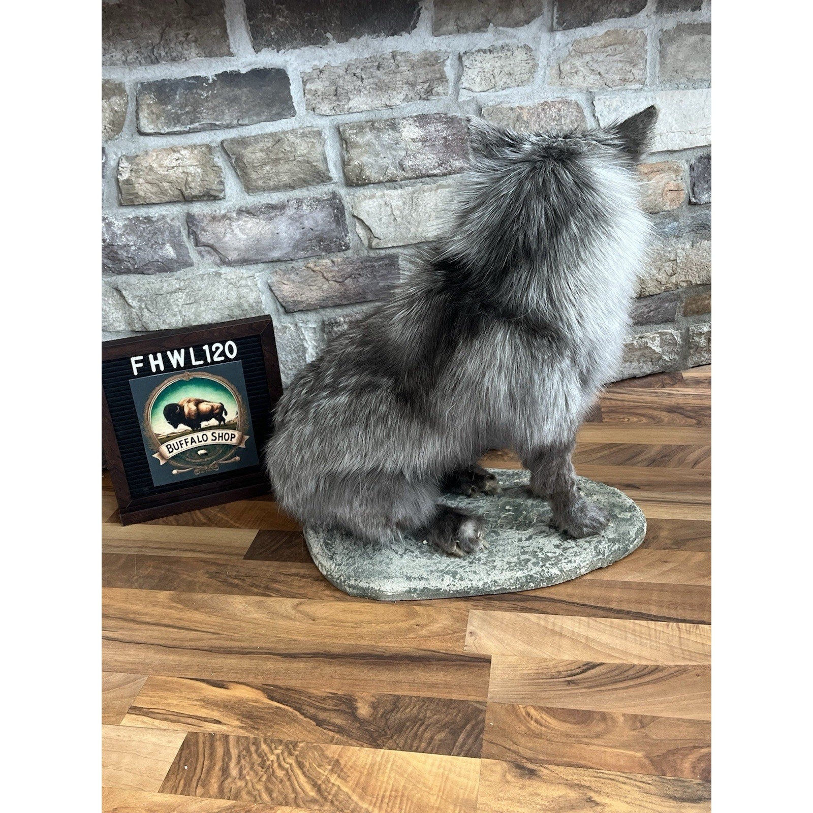 FHWL120 - Grey Ranch Fox Taxidermy Full Body Mount