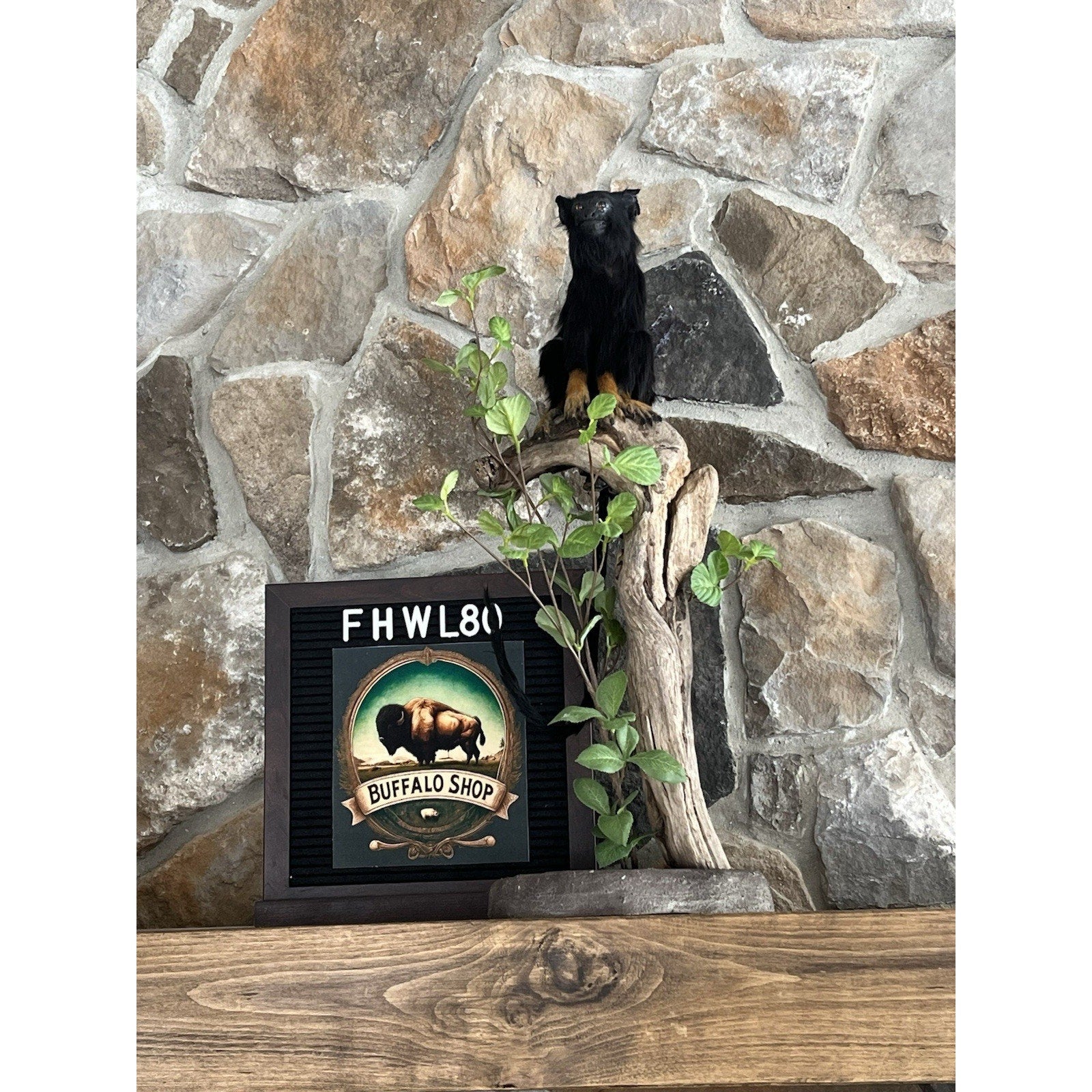 FHWL80 - red-handed tamarin Monkey (Saguinus midas) Taxidermy Mount