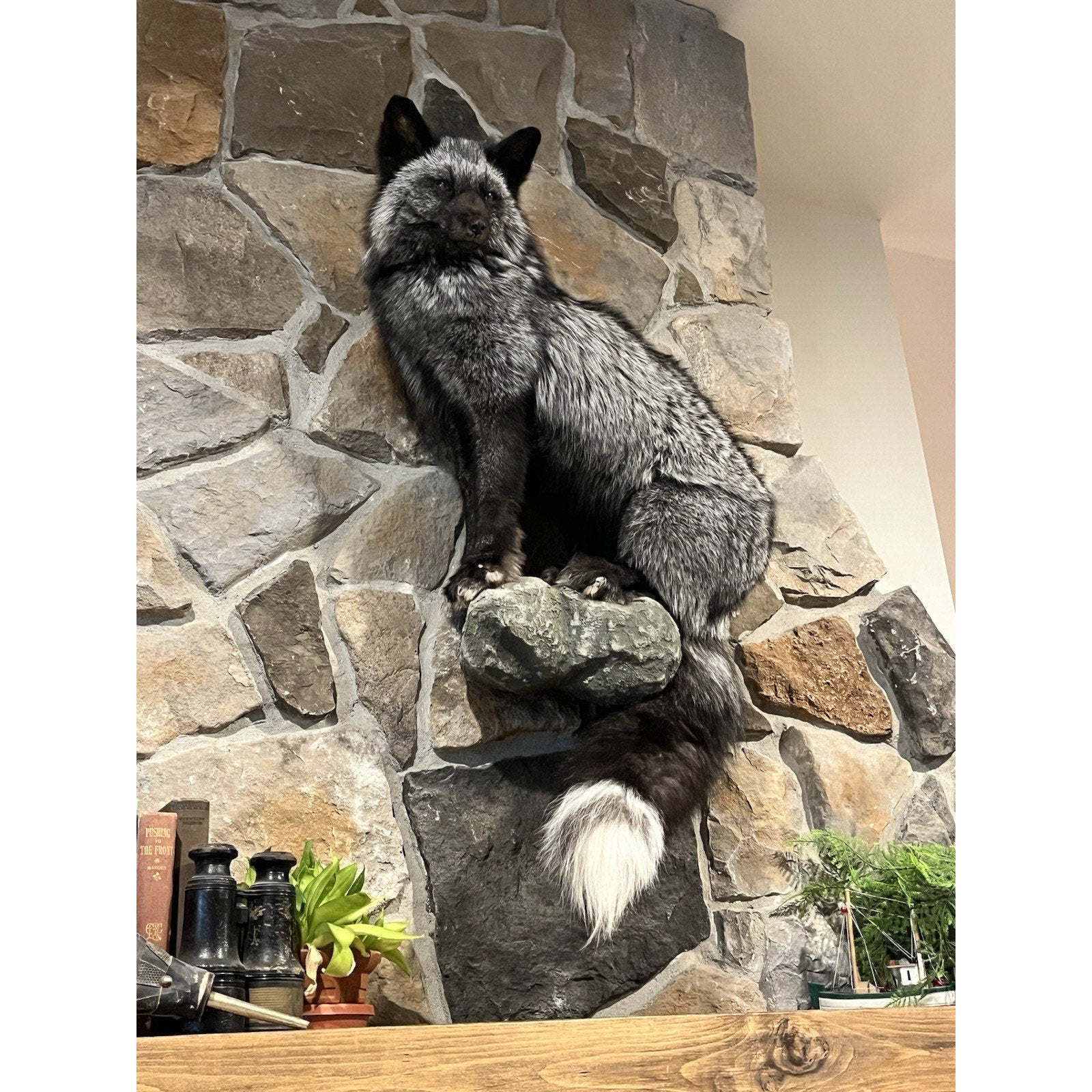 FHWL3 - Massive Silver Fox Taxidermy Full Body Mount
