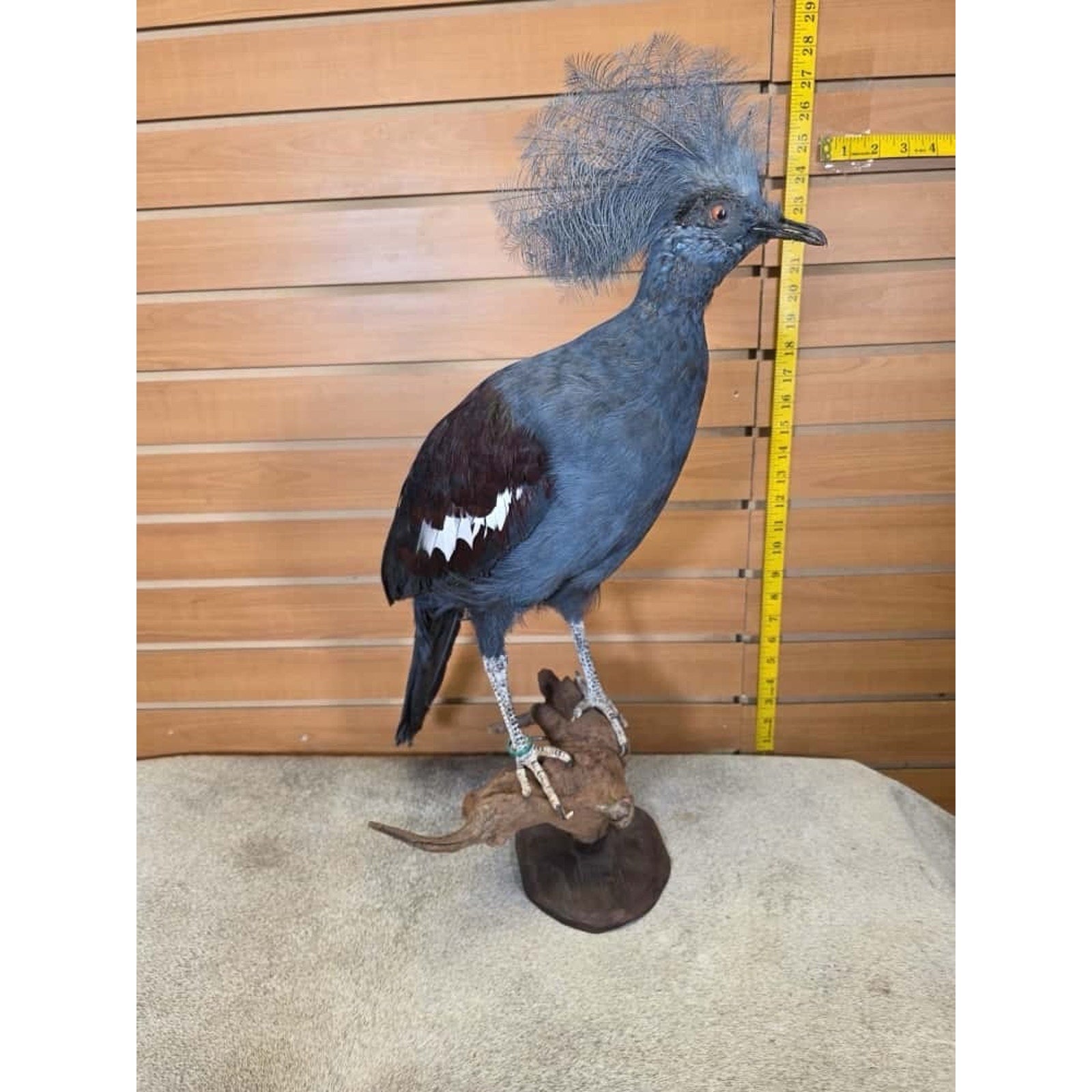 FHAU2 - Victorian crowned pigeon Bird Taxidermy Mount