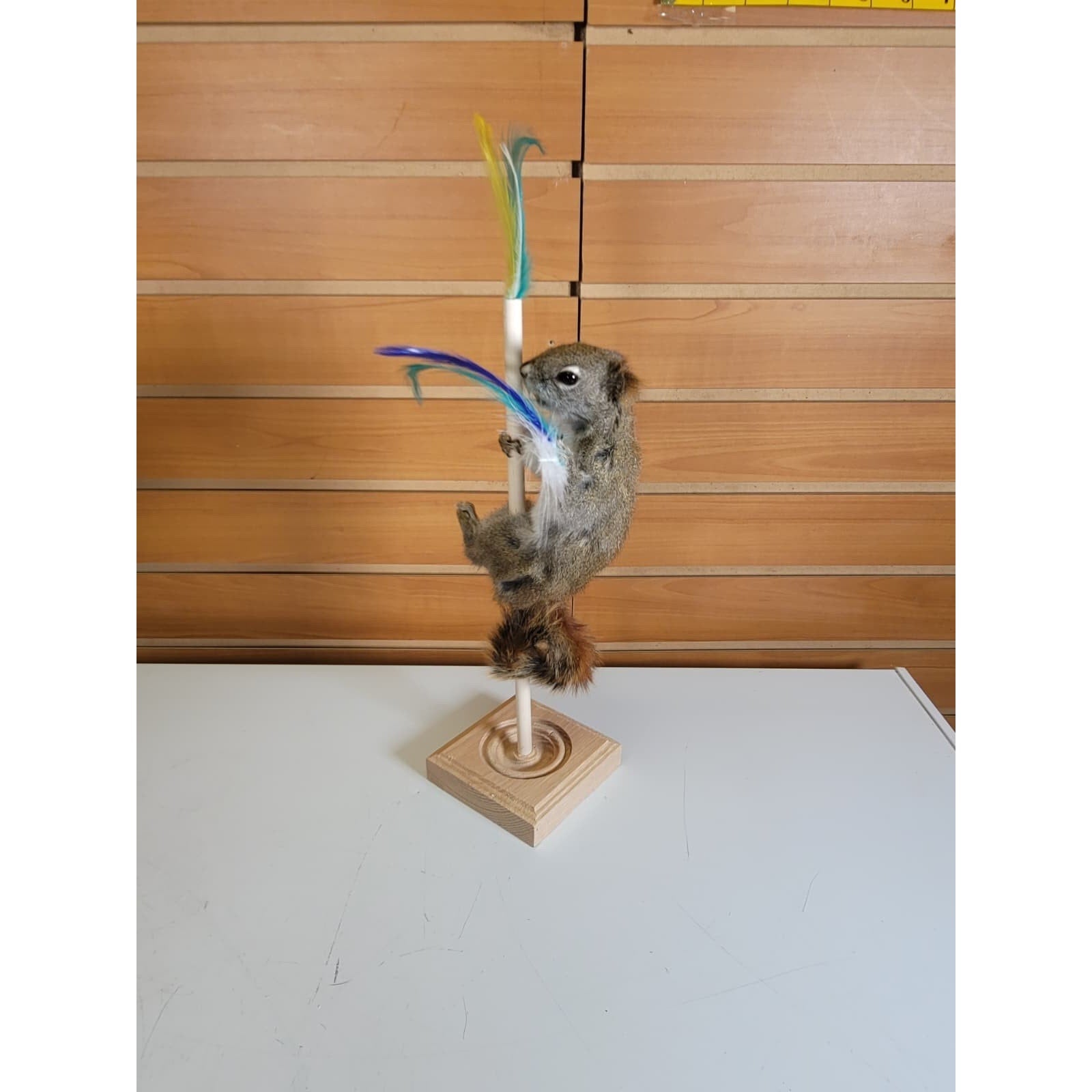 FHSQ308 - Stripping American Red Squirrel Taxidermy Mount