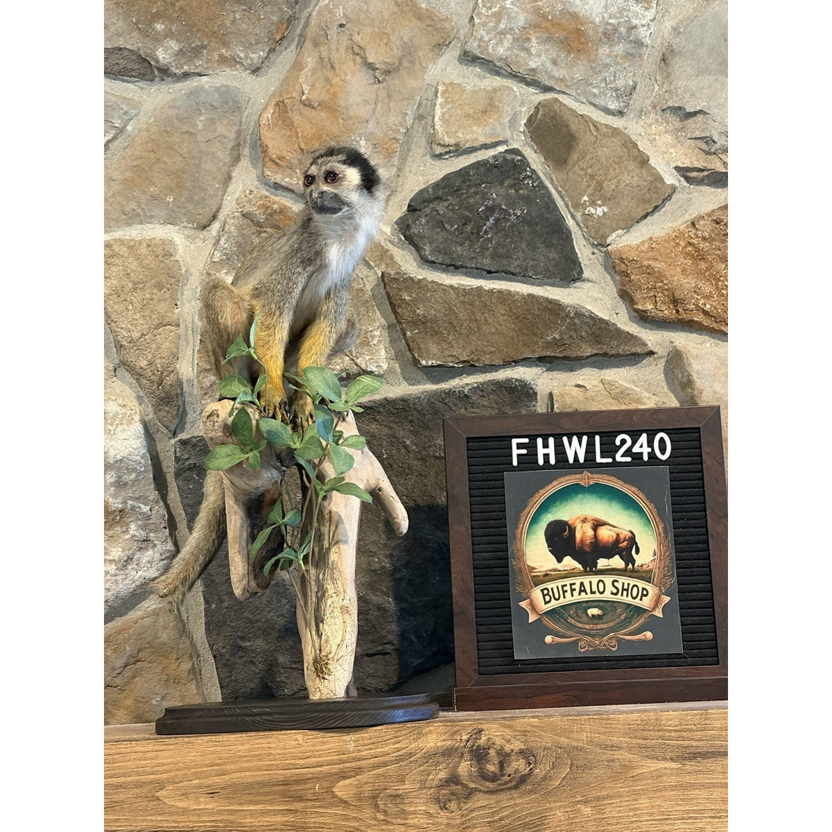 FHWL240 -Squirrel Monkey Taxidermy Mount