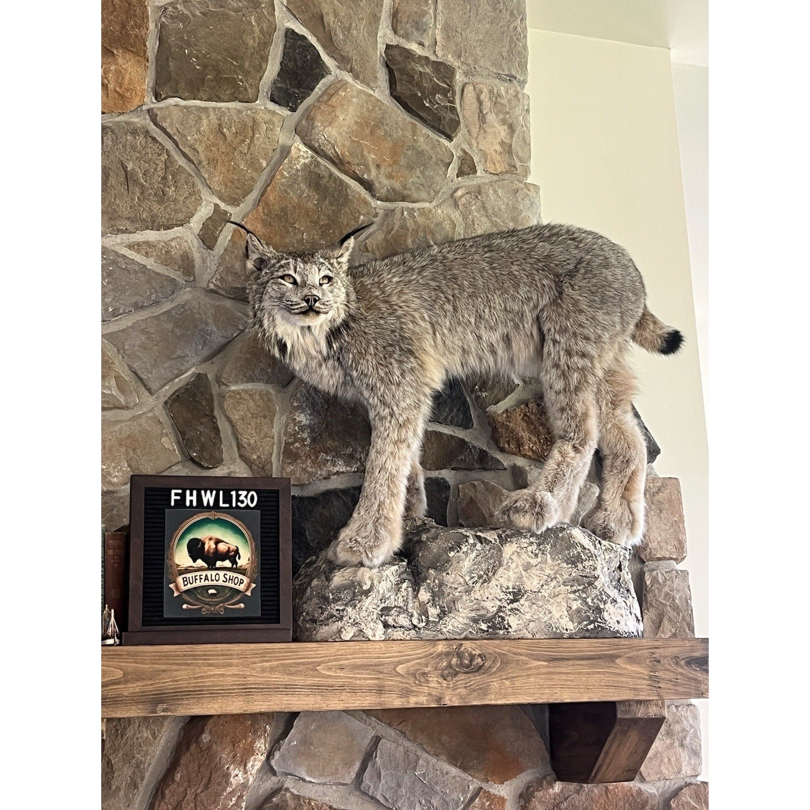 FHWL130 - Alaskan Lynx Taxidermy Full Body Mount Prime Fur