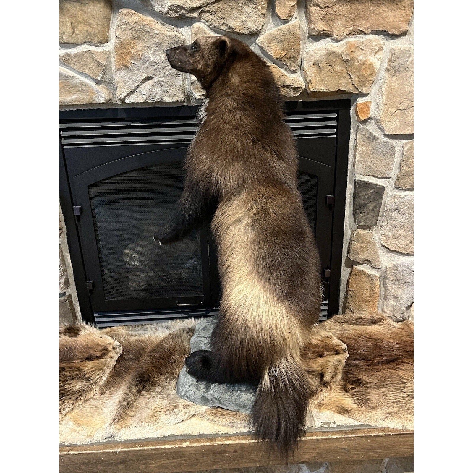 FHWL23-Beautiful Real Alaskan Wolverine Prime Fur Taxidermy Mount