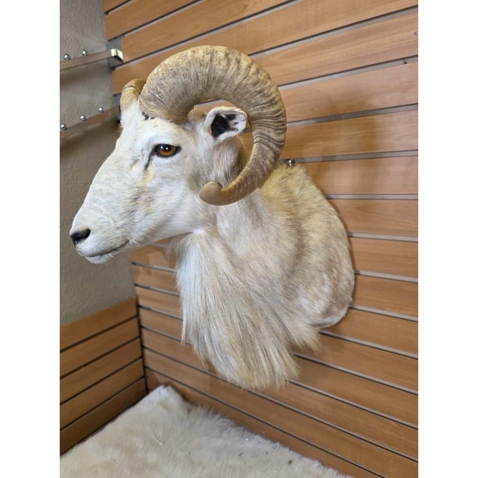 FHMN3 - Dall Sheep taxidermy shoulder mount