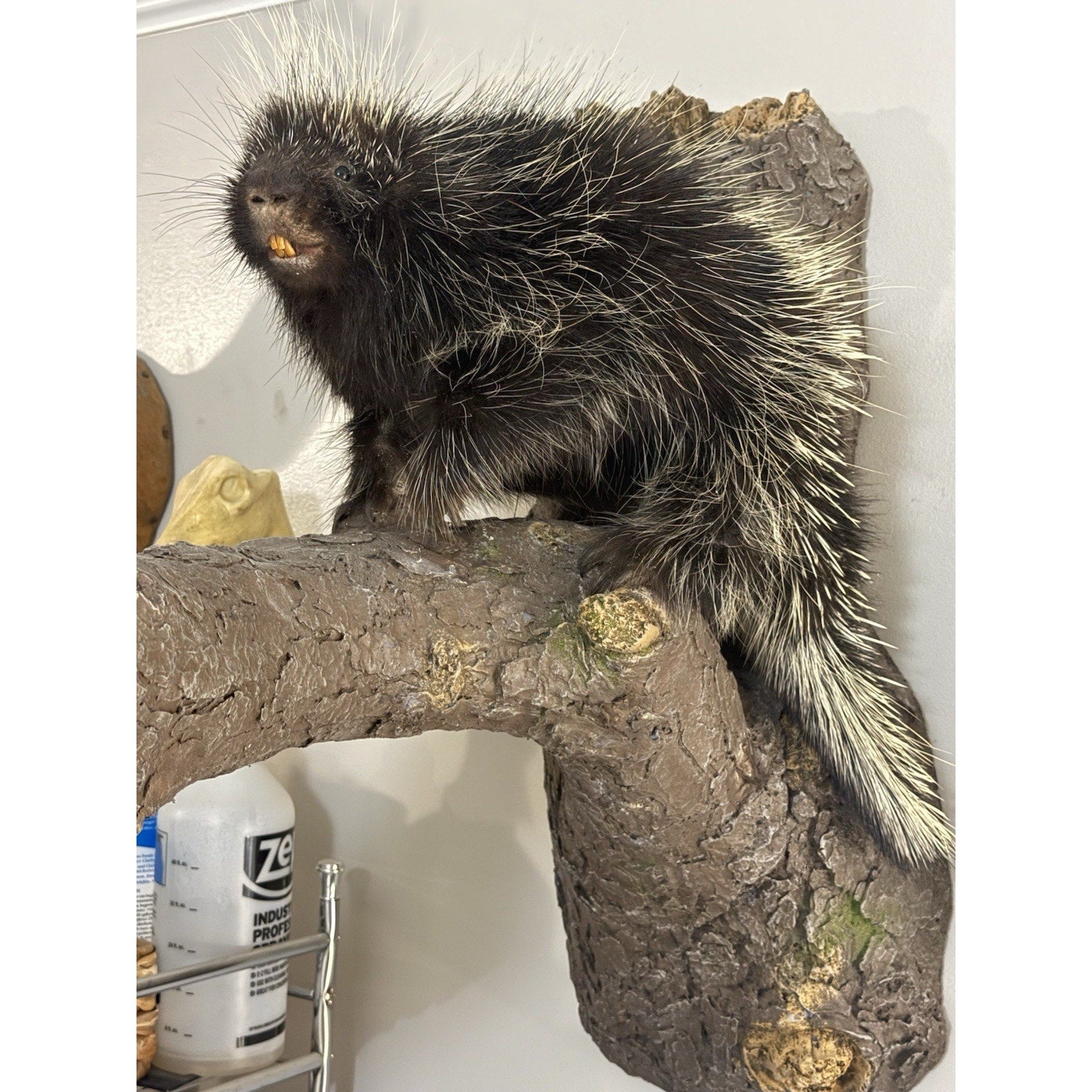 FHBD0826P - Porcupine Taxidermy Mount On Log
